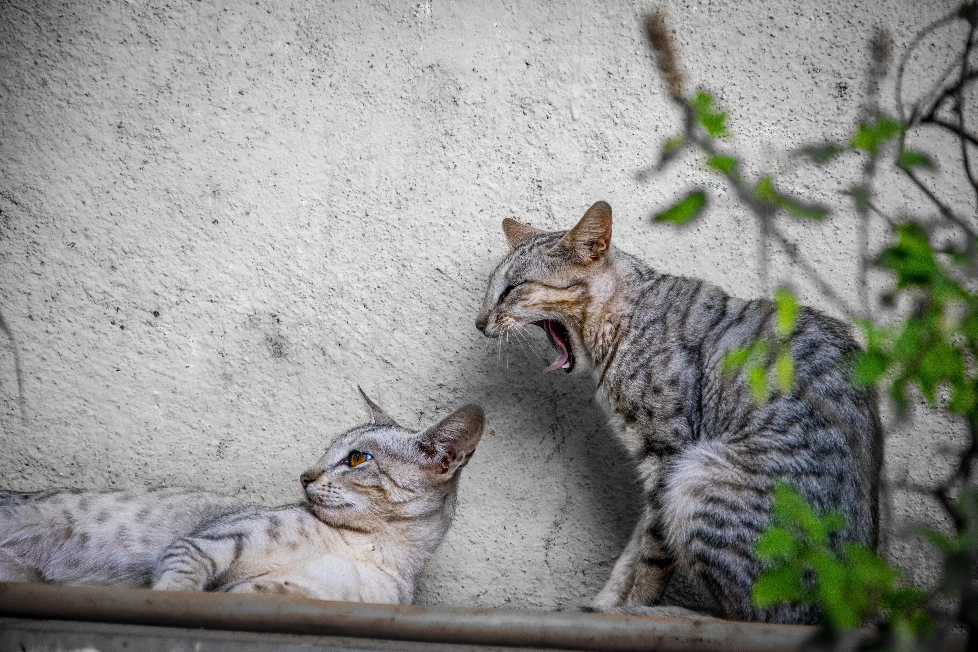 yawn over a sibling