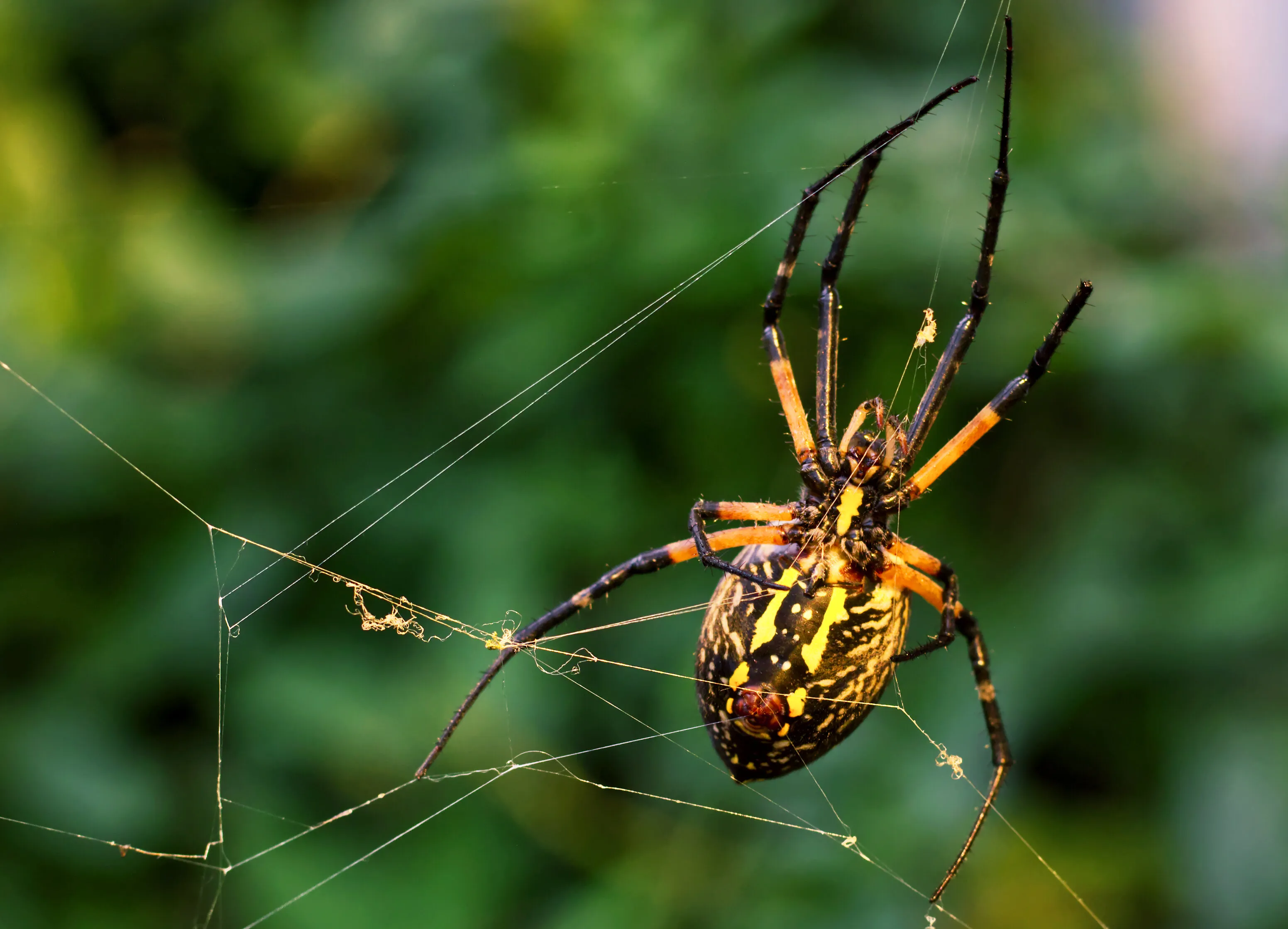 Yellow Garden Spider Weaving Web