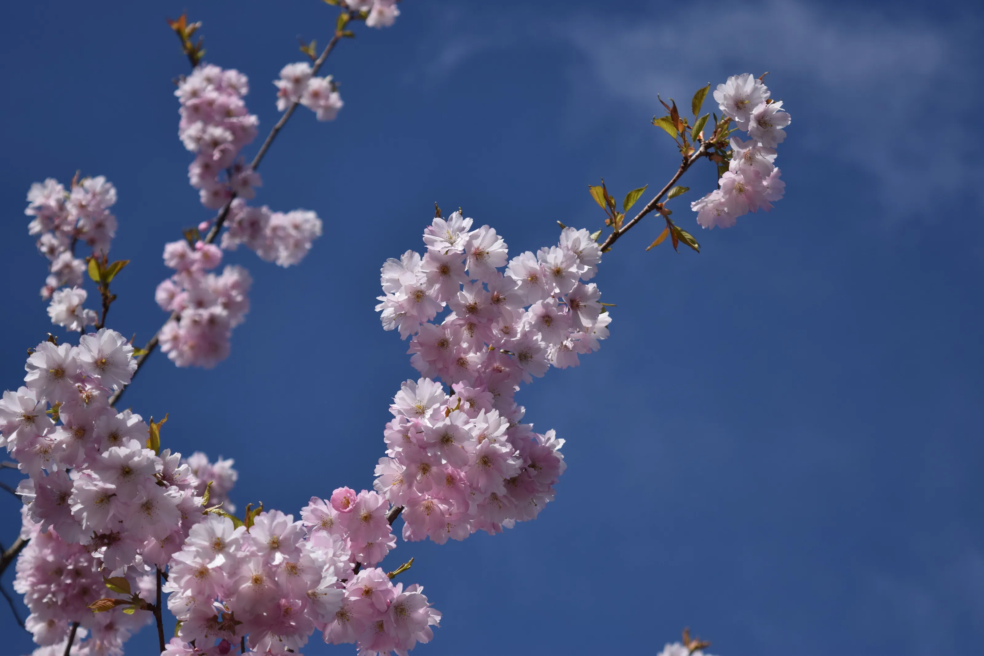 Blossom
