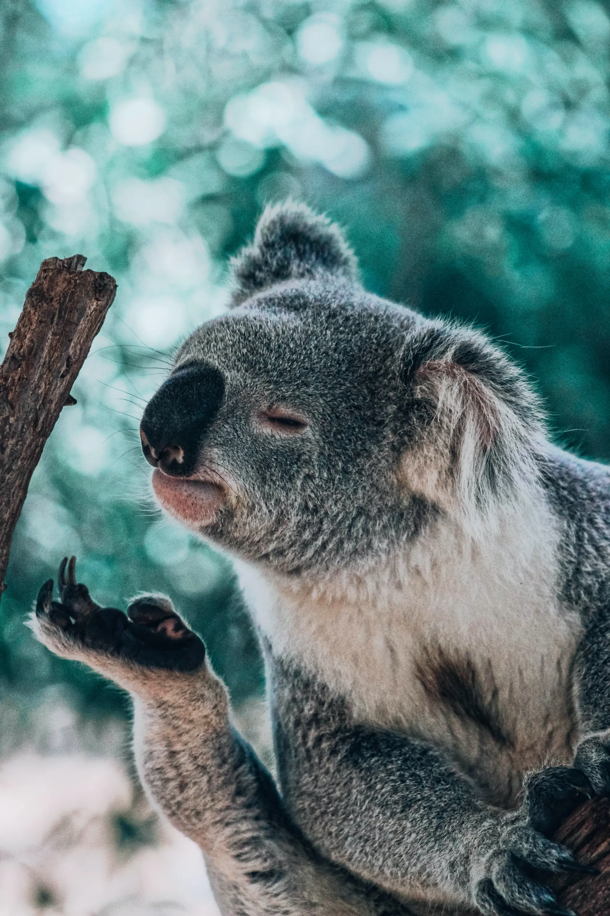 Photography - mammals