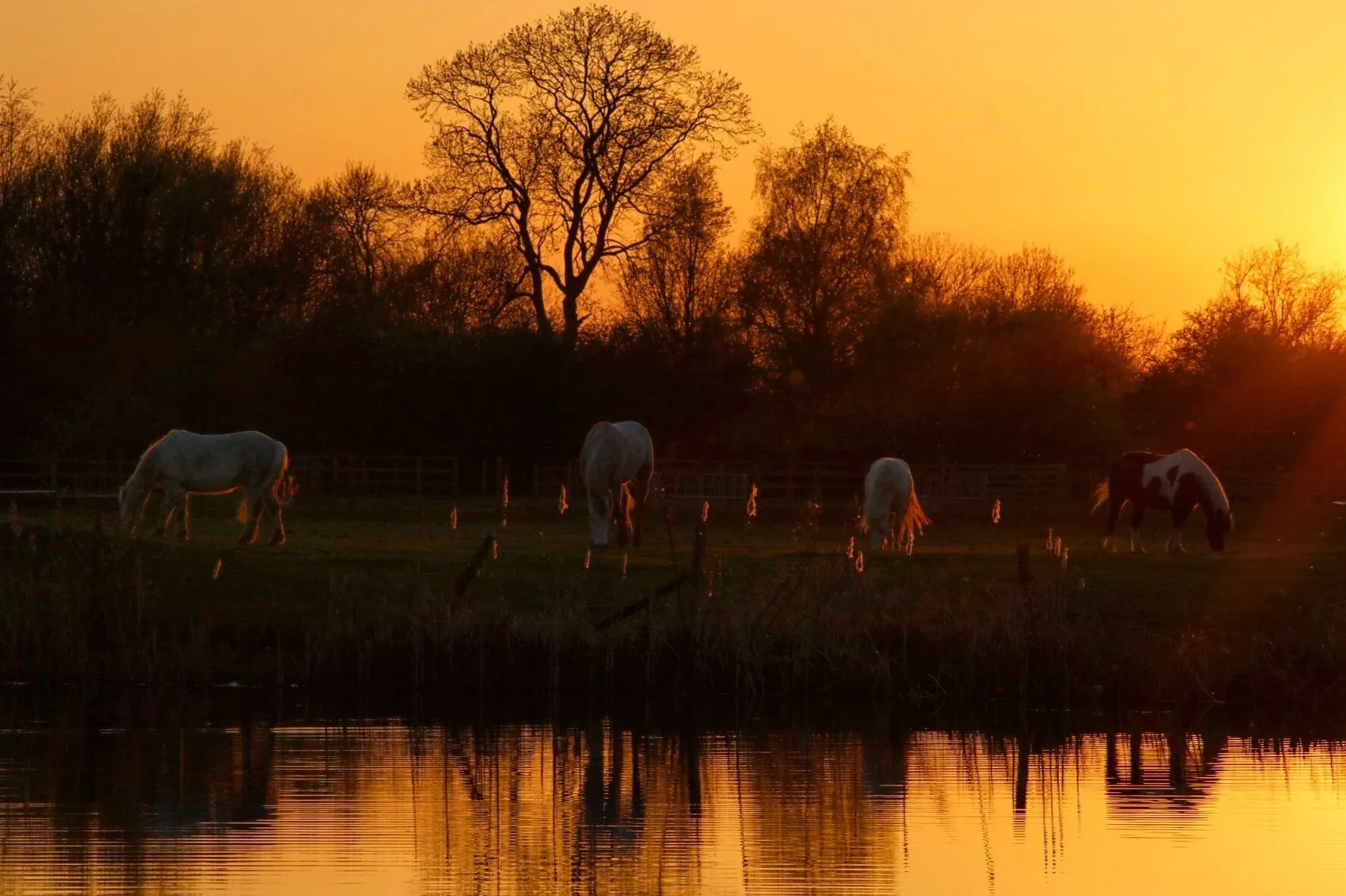 Tails at Sunset