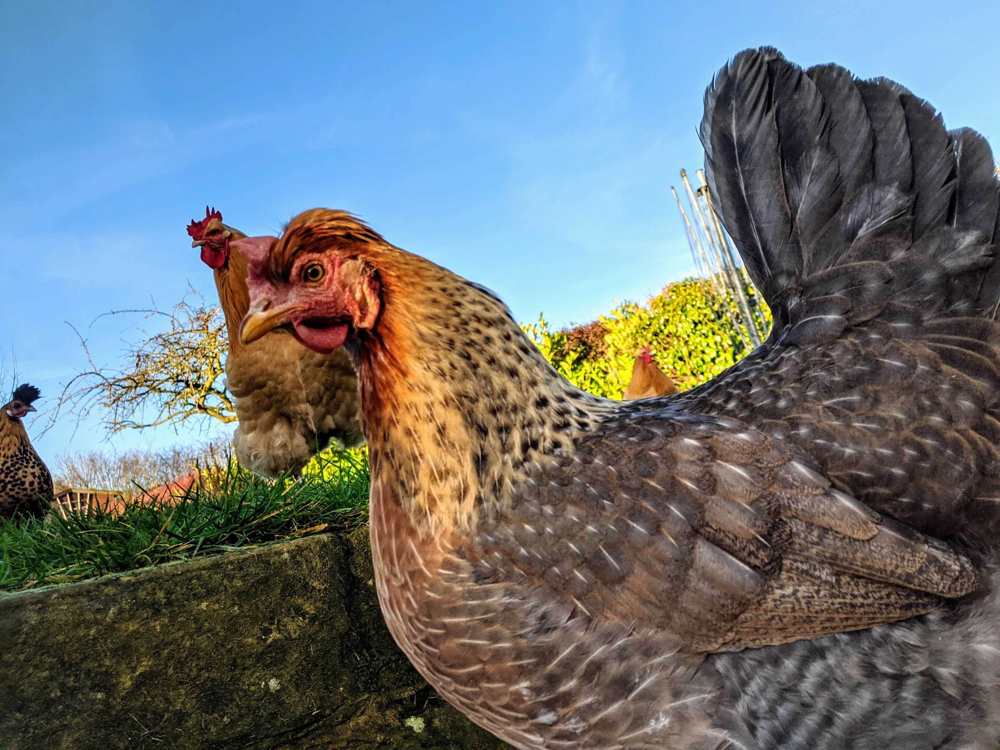 Chicken Cottage