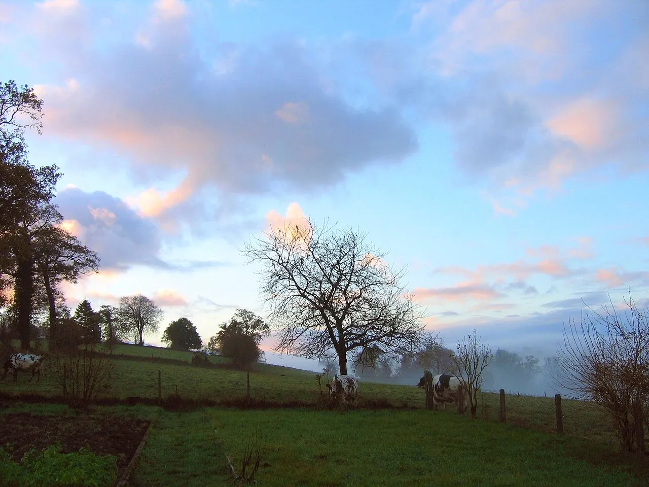 Au pré, tôt le matin.