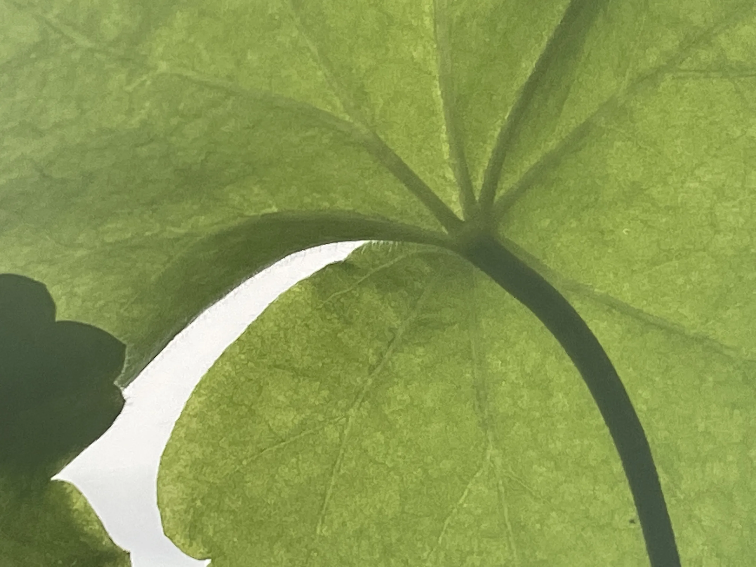 Eternal green