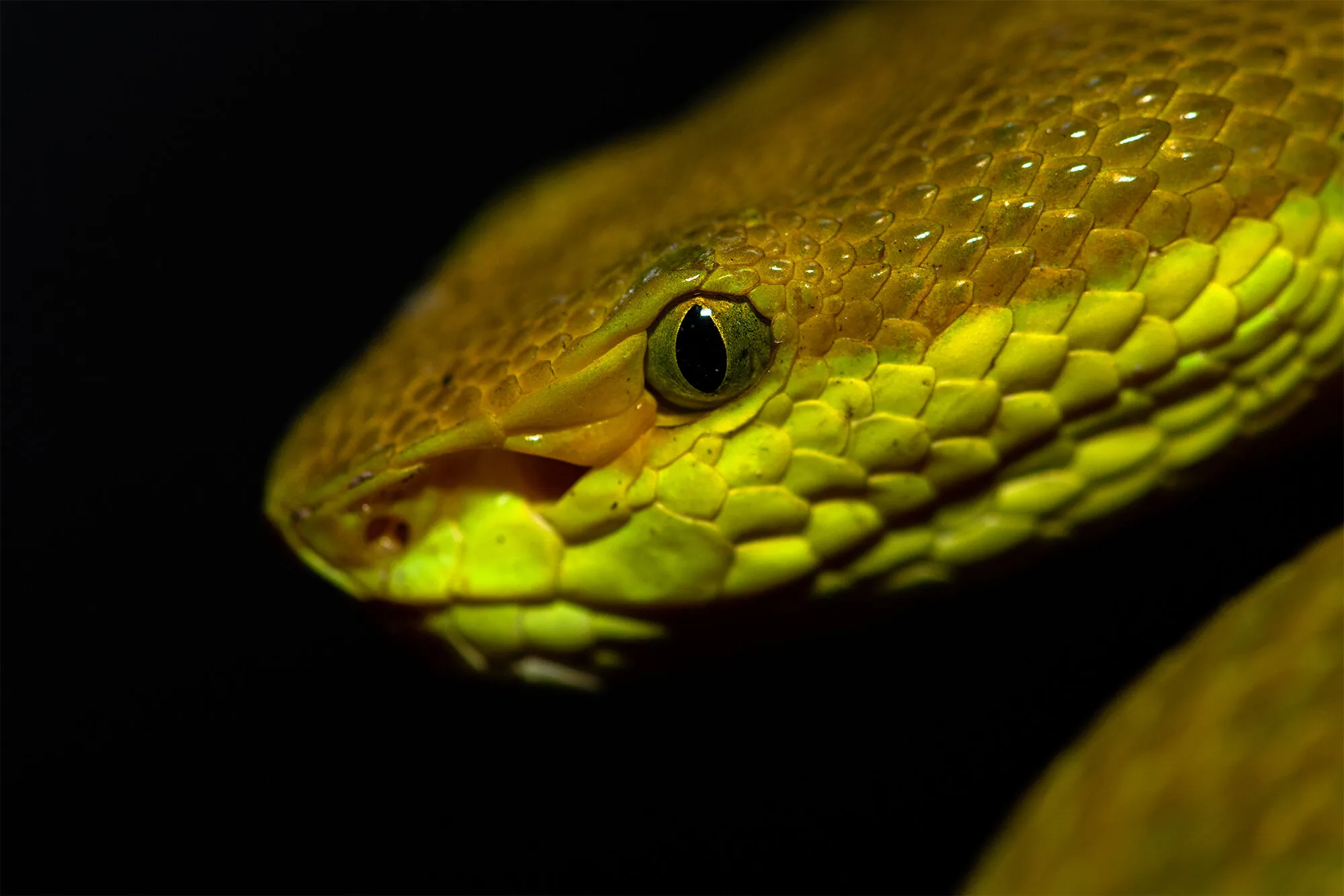 Salazar's Pit Viper