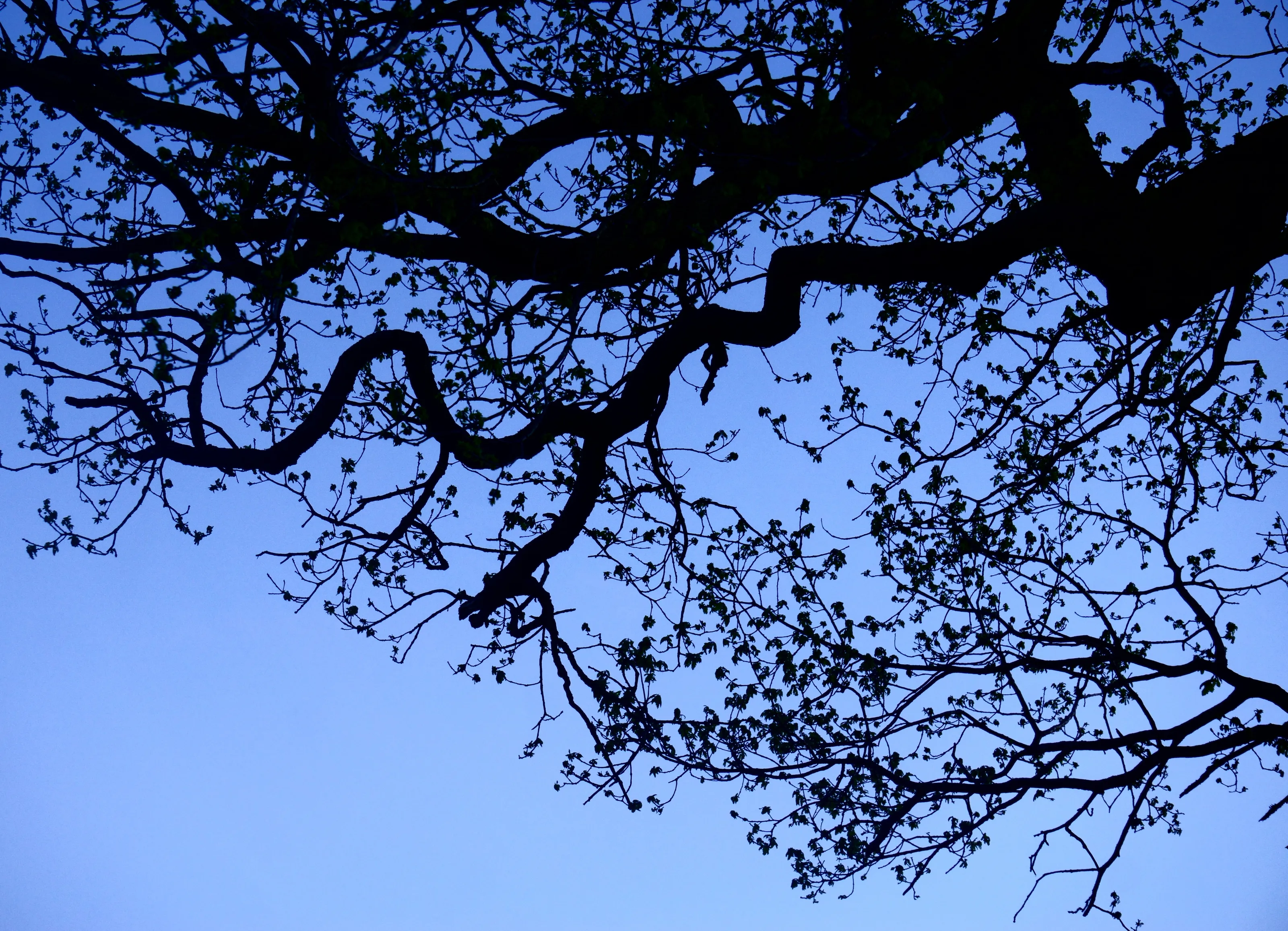 branch silhouette