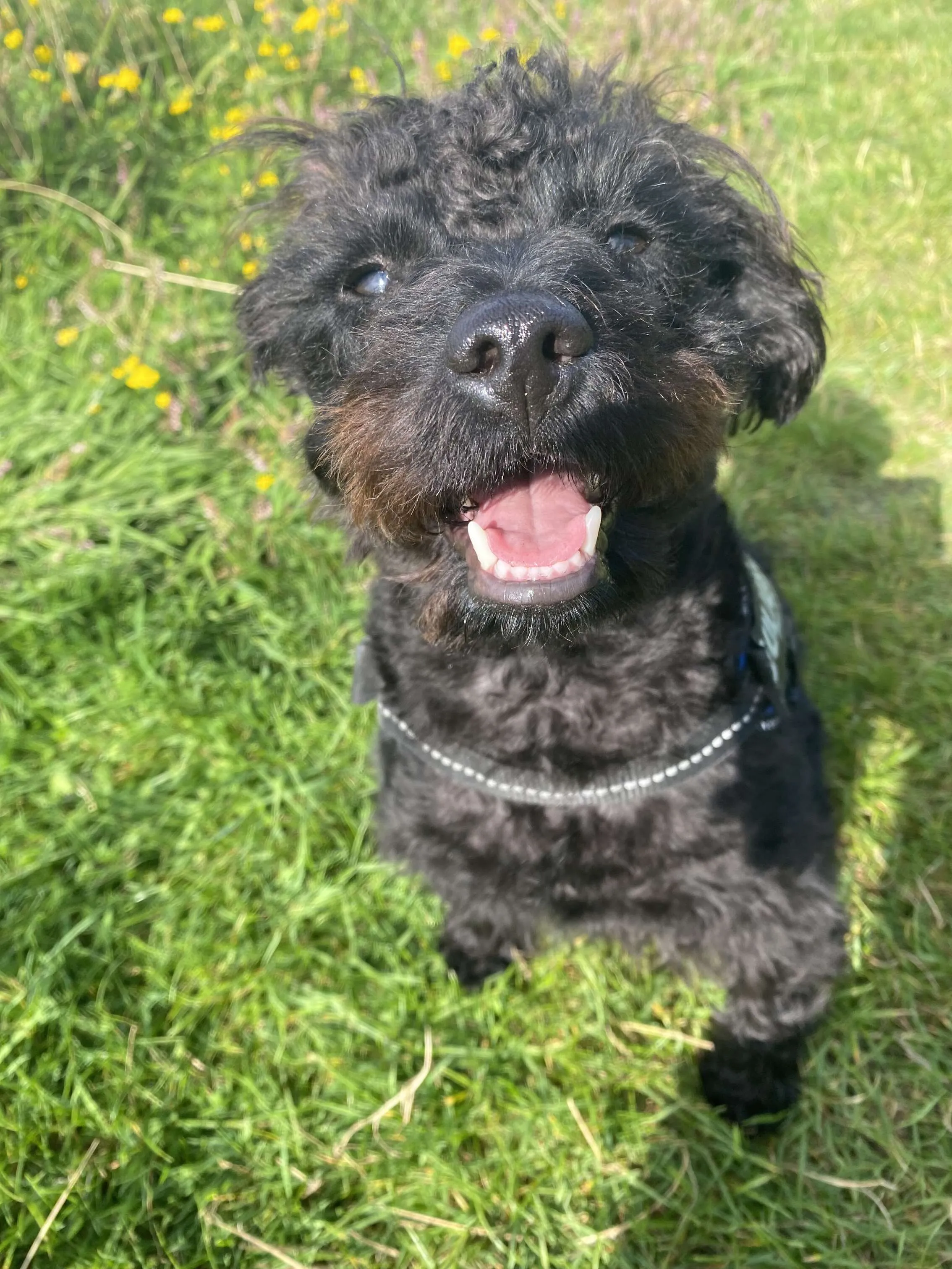 My little Rufus