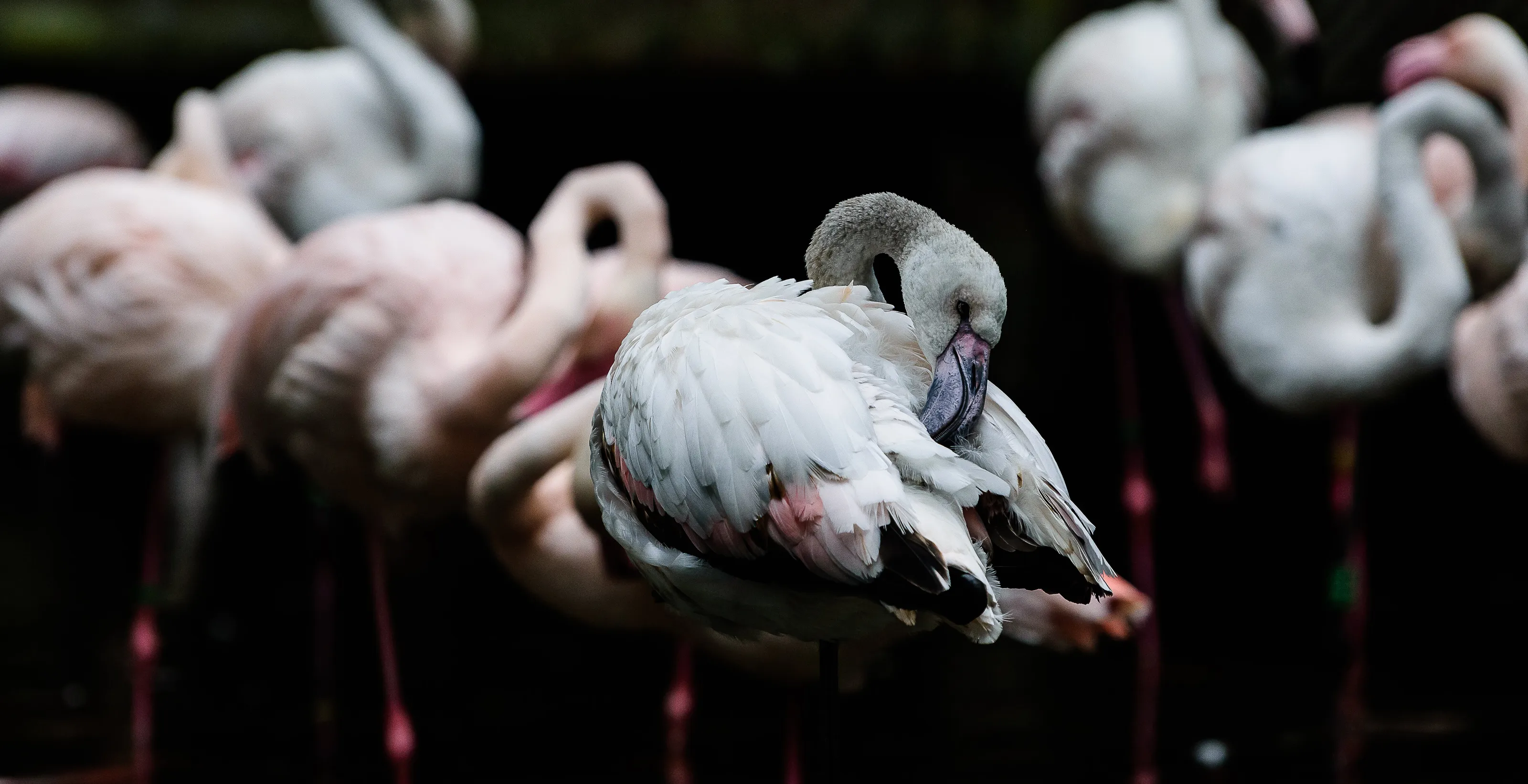 Flamingos