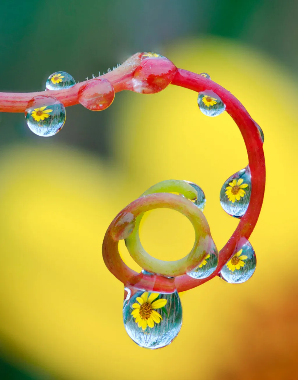 Liquid Lenses V