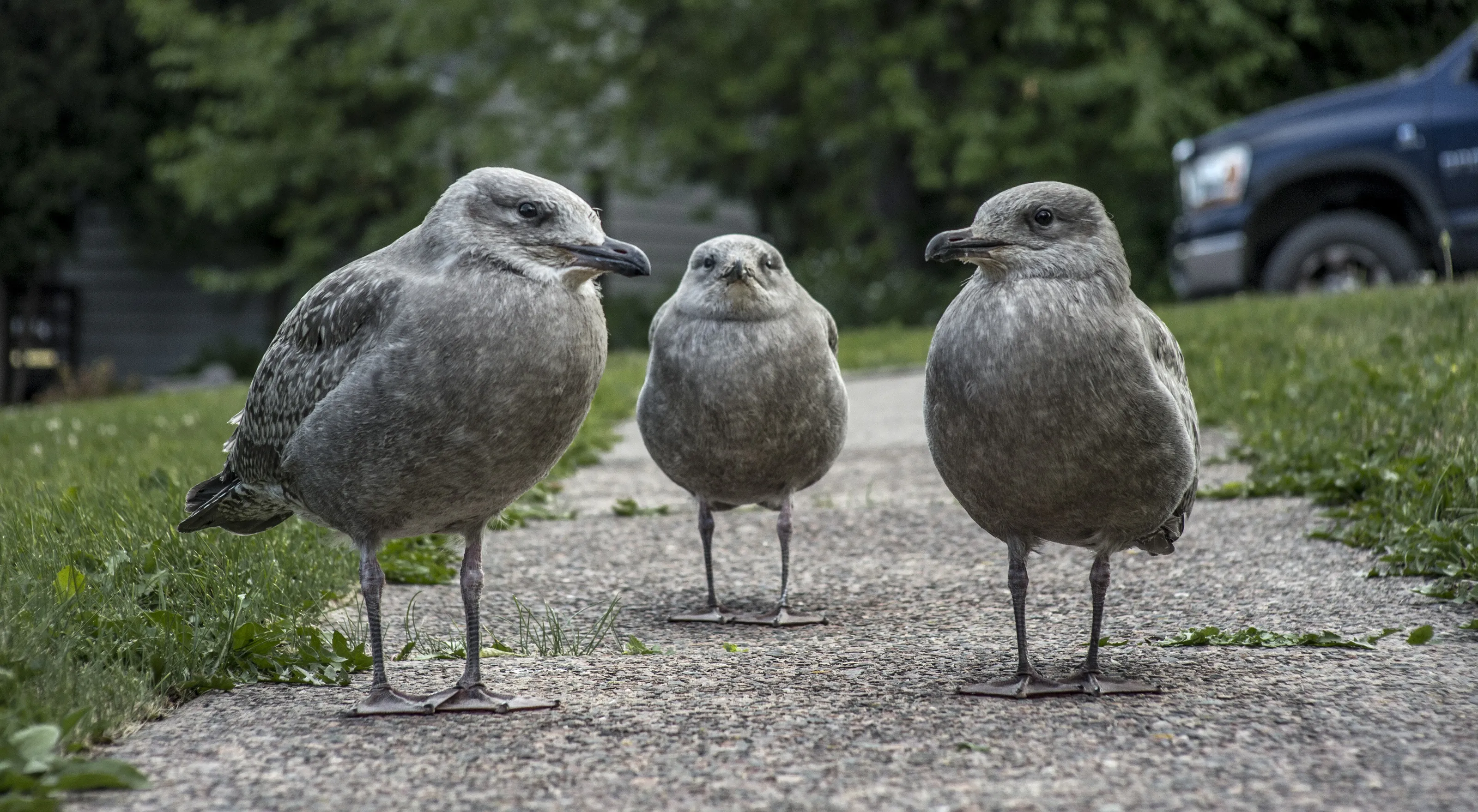 The Baby Gulls