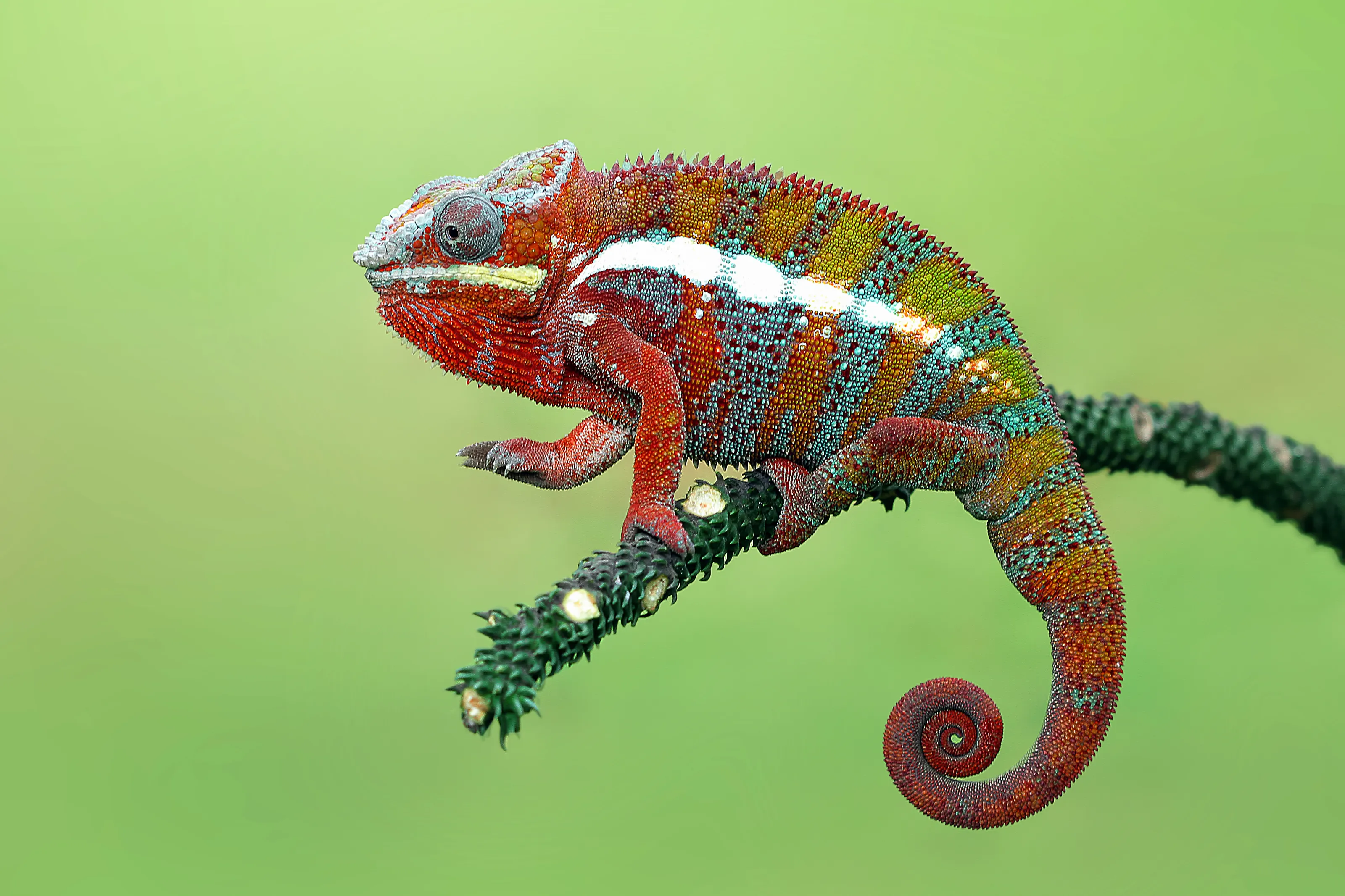 Chameleon panther