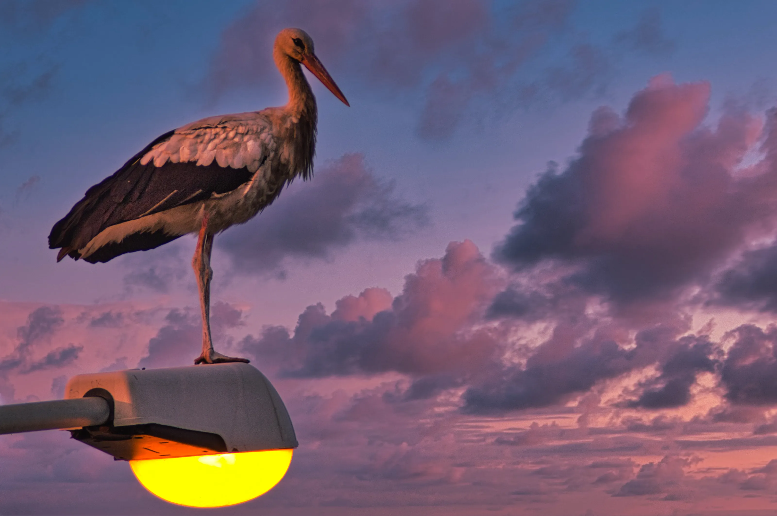 Lonely stork ready to go