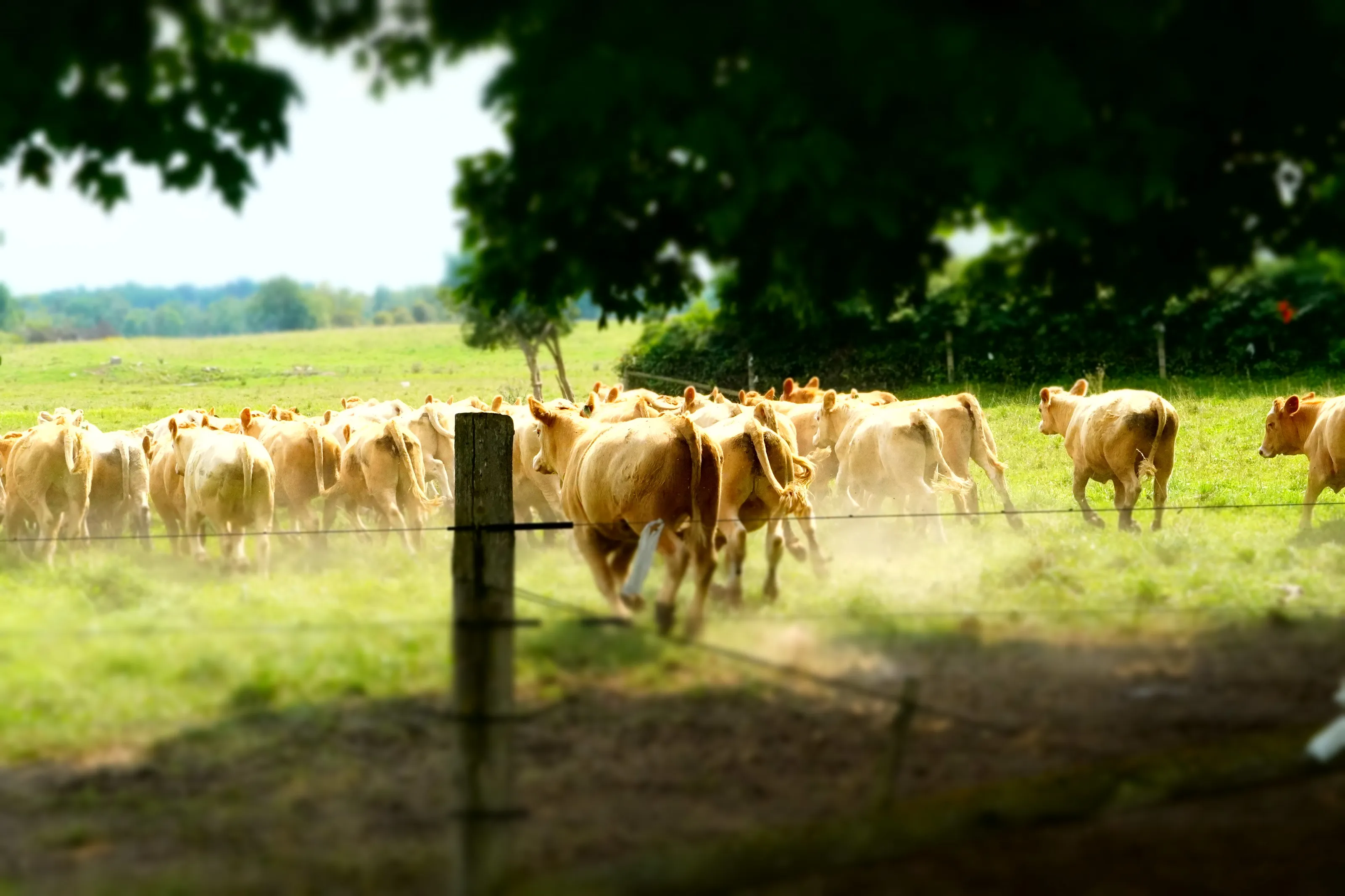 Herd away