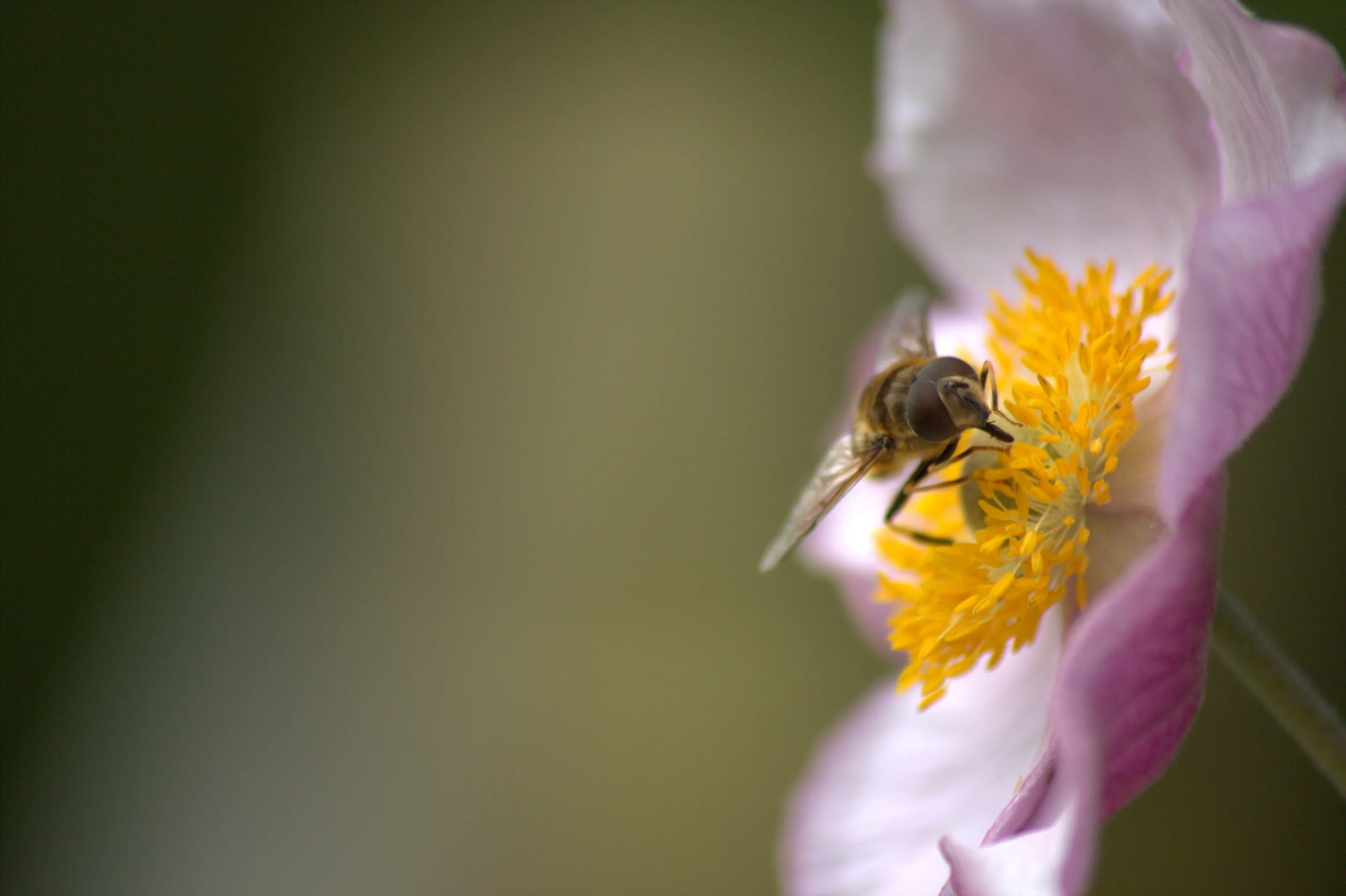 Pollination