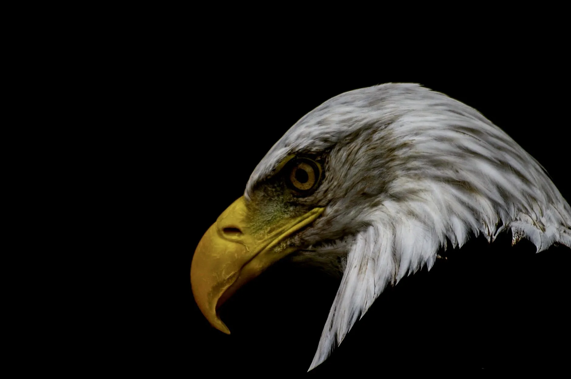 Eagle of Freedom