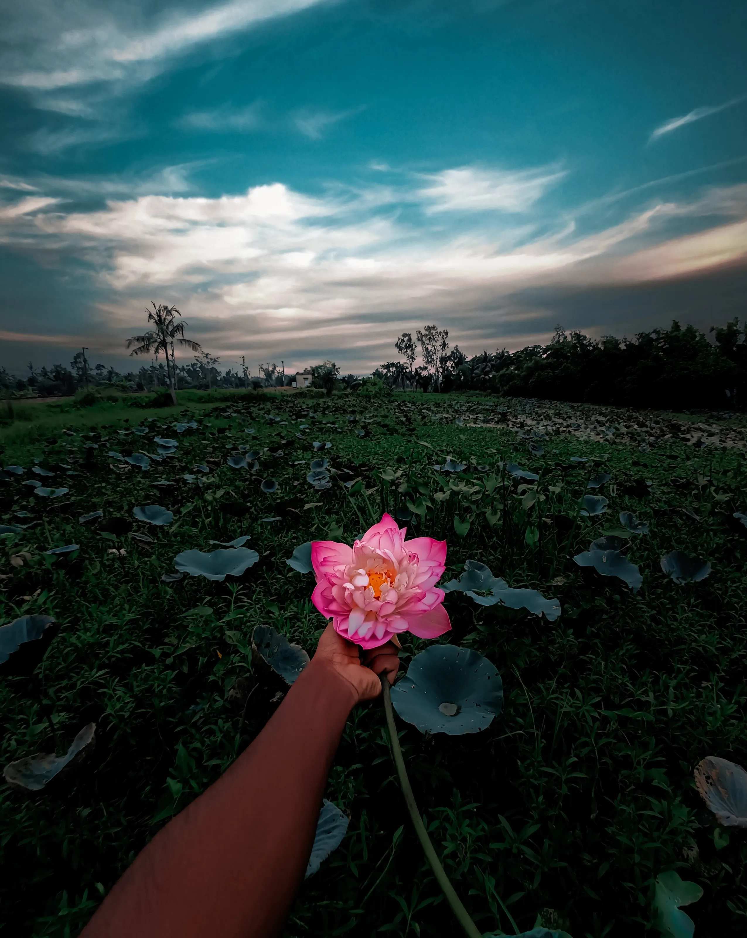 The Beauty of the Lotus