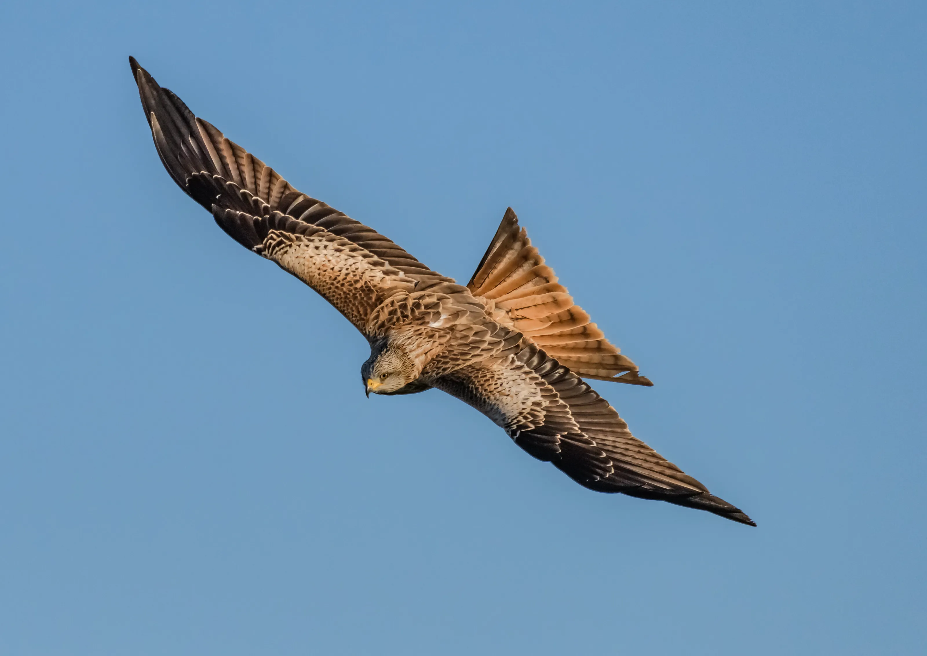 Hunting Kite