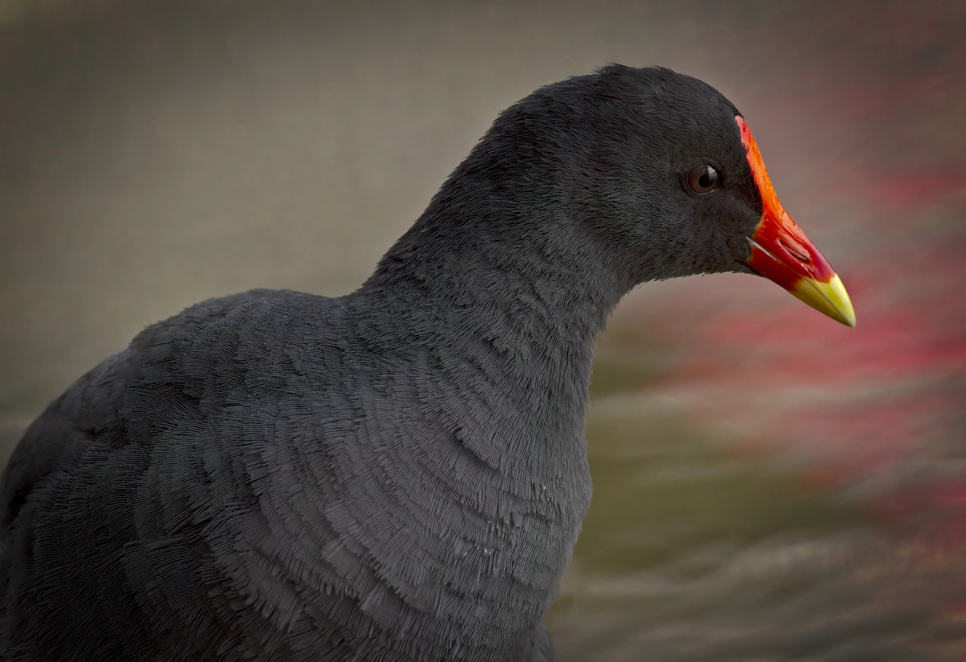 Swamp hen portrait