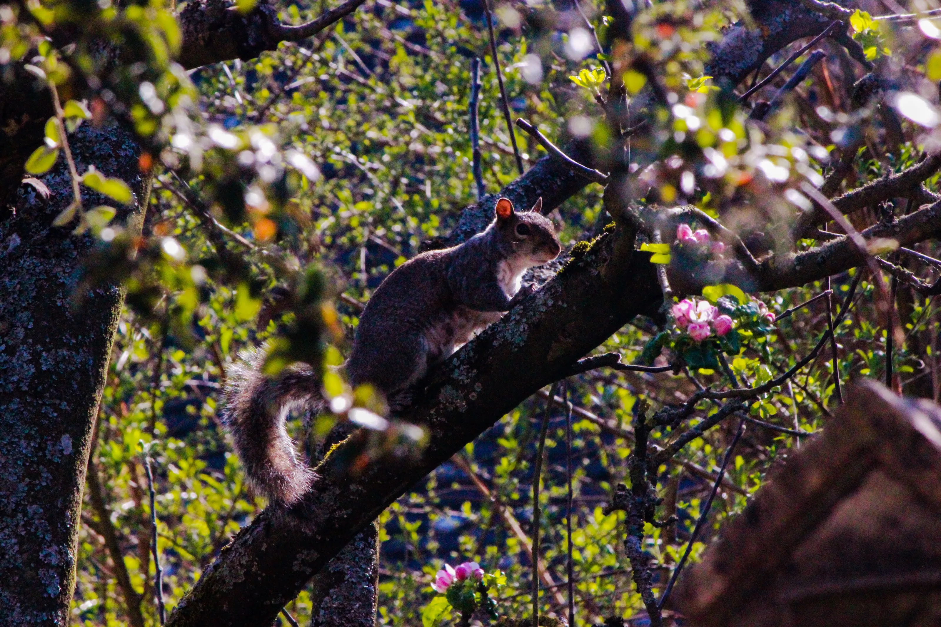 Mr squirrel