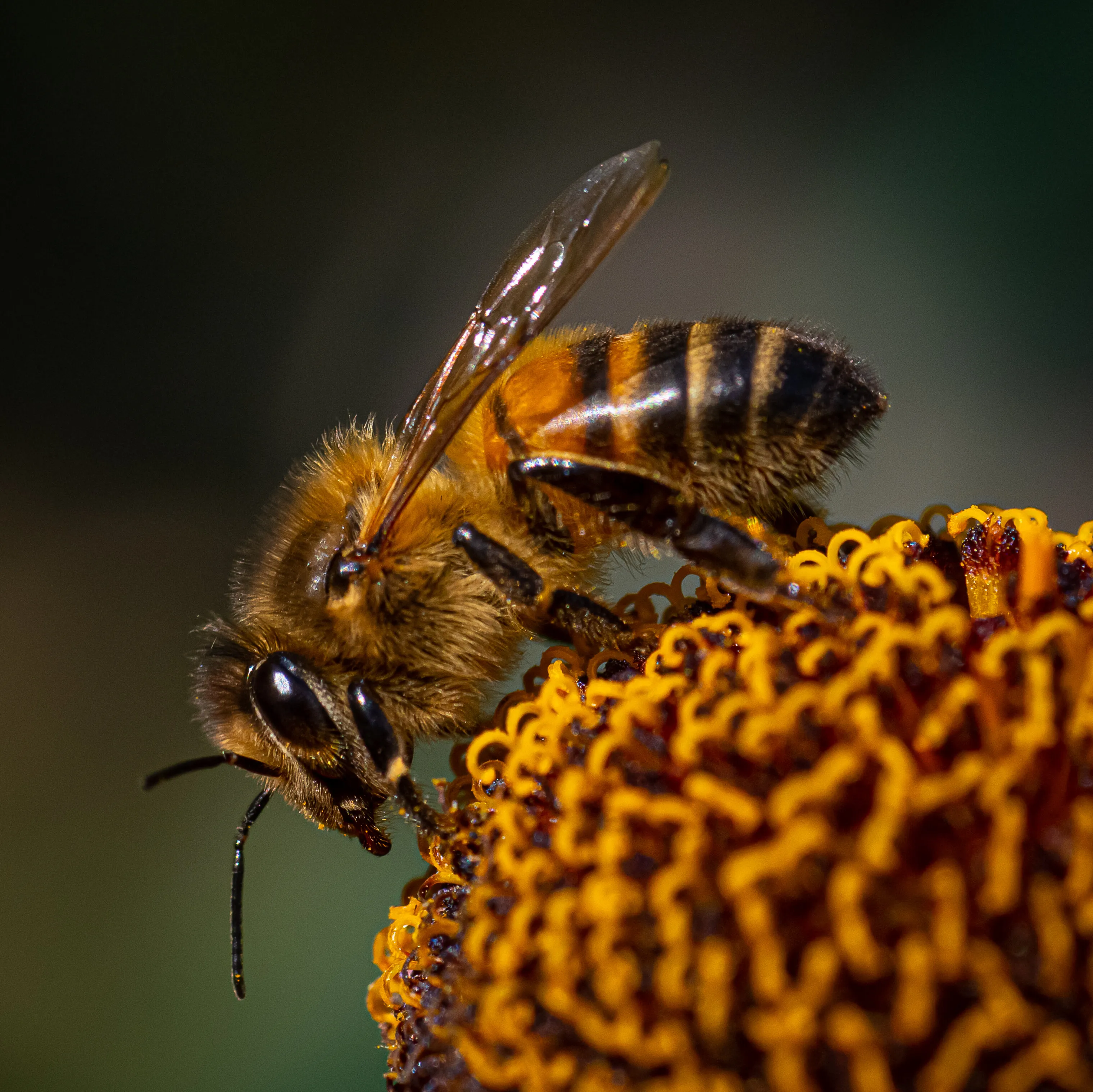 Collecting Nectar