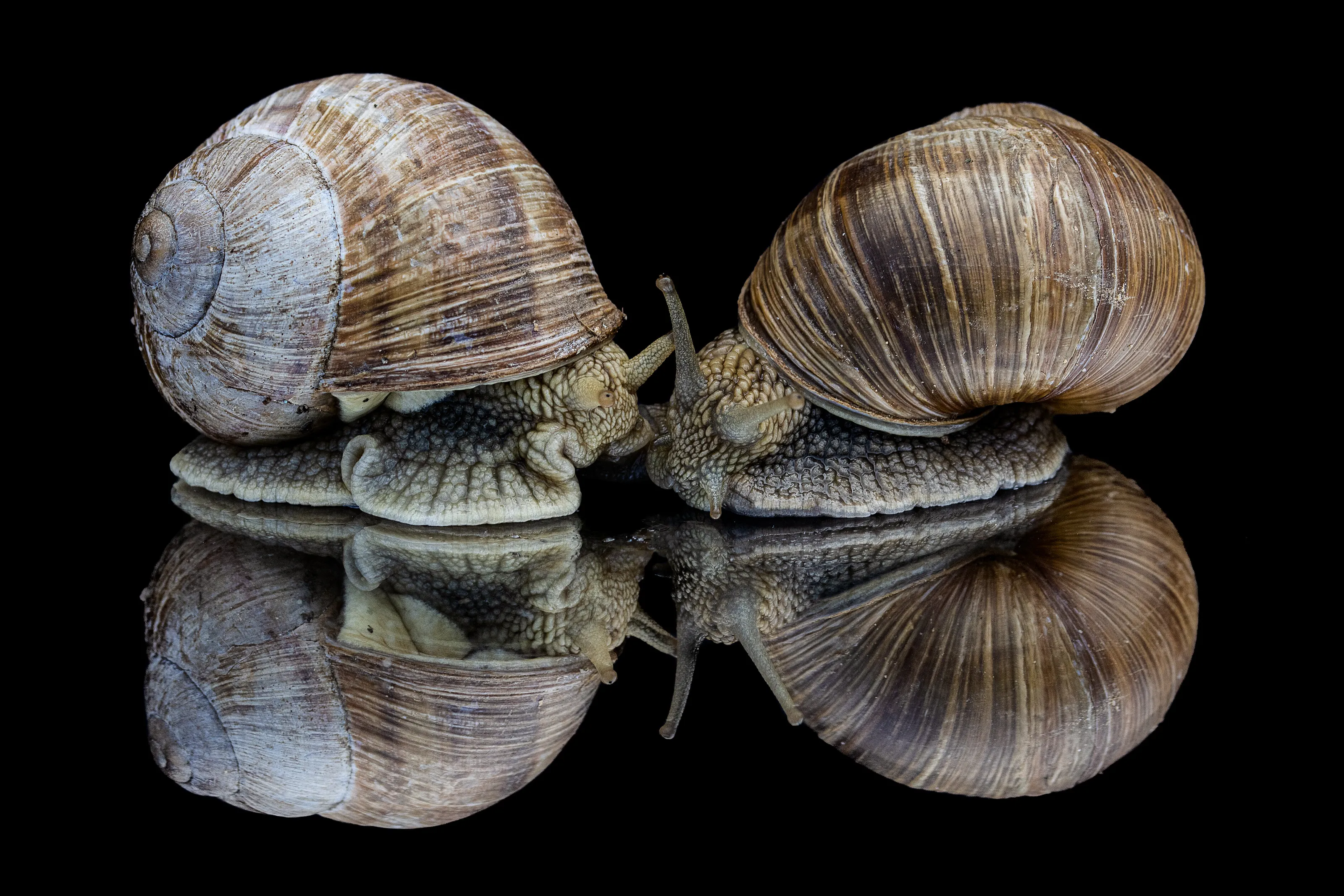 Snail friends