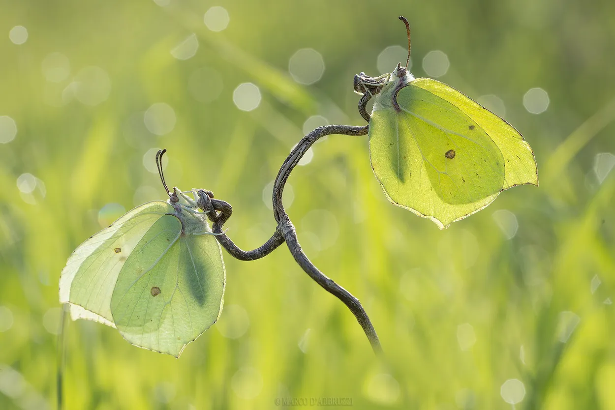 Gonepteryx rhamni male+female