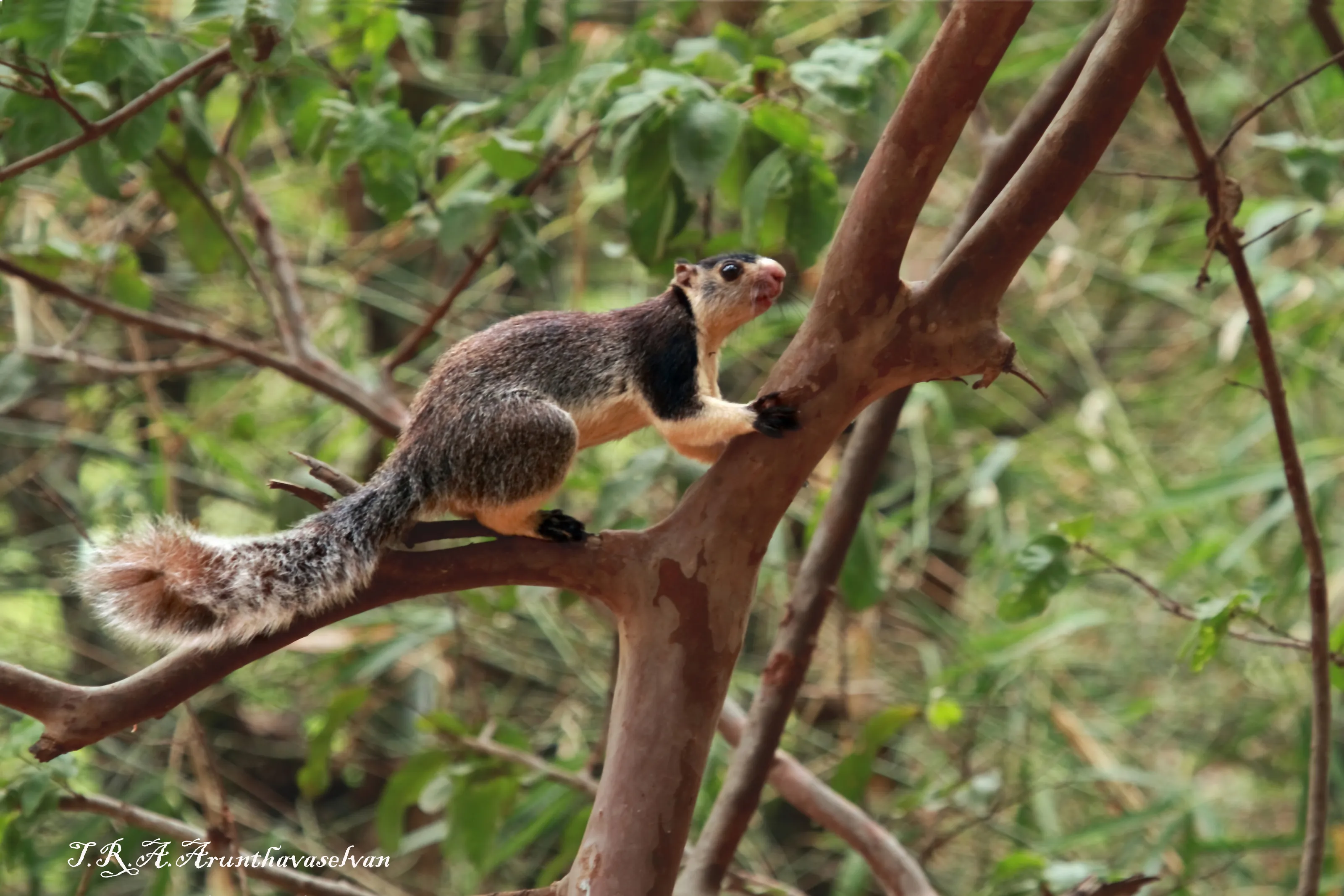 Grizzled Giant Squirrel