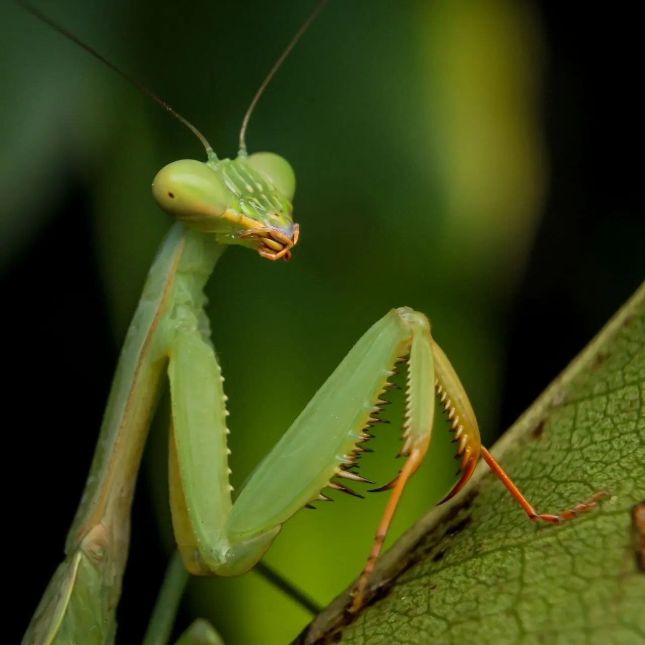 Mantis at My Parent's Garden