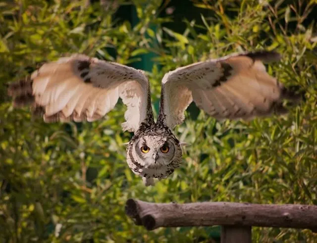 Hungry eyes