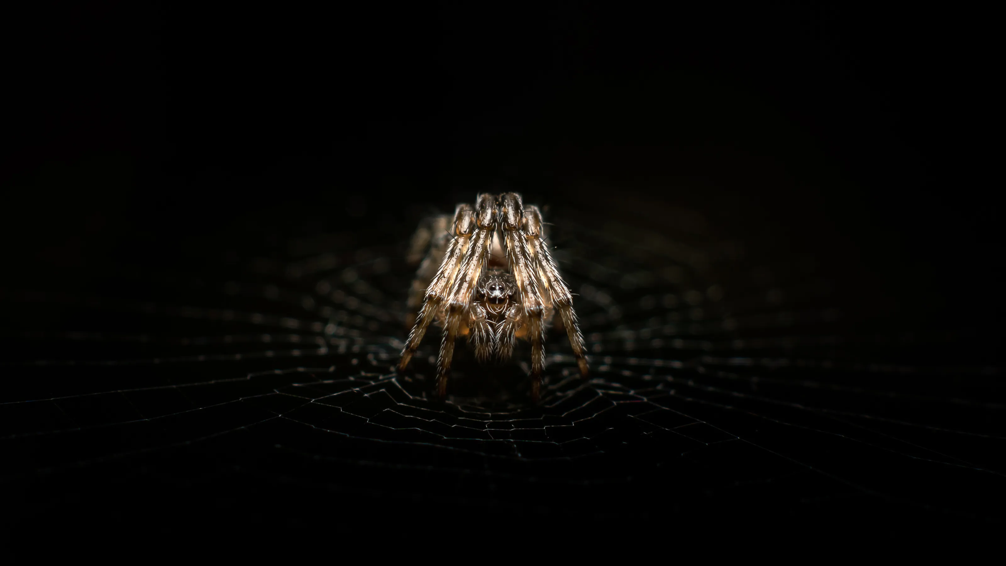 Cyclosa