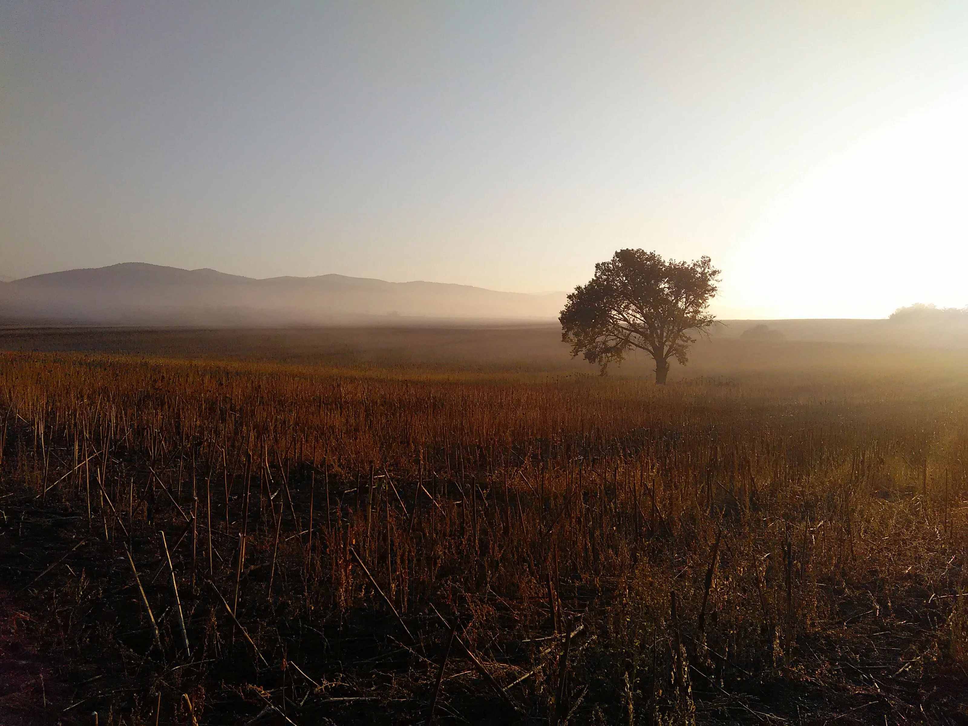 Misty sunrise with a single tree in a field
