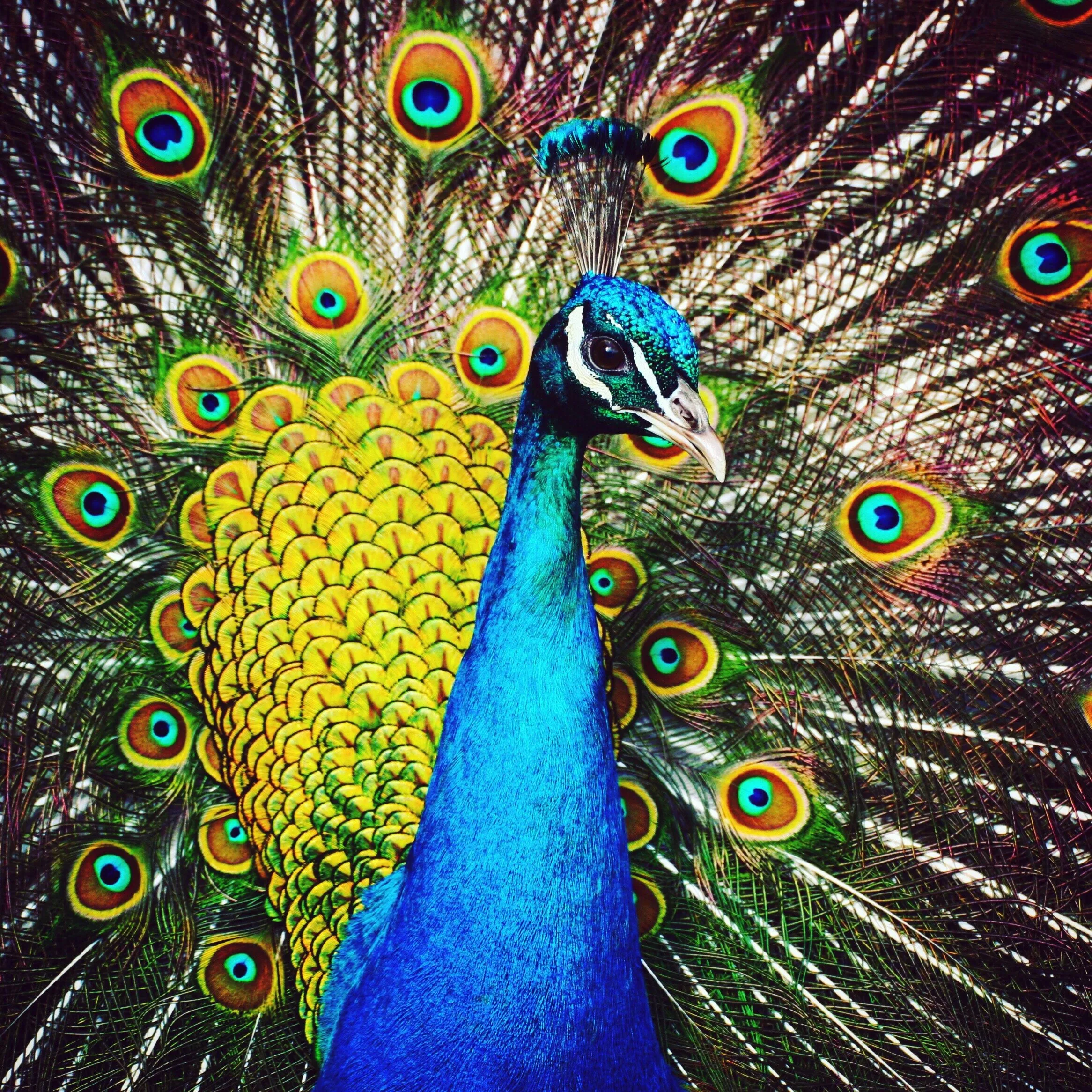 The Show-Off