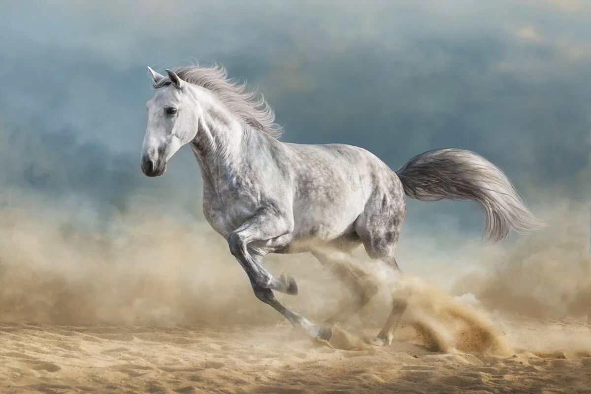 Gallop