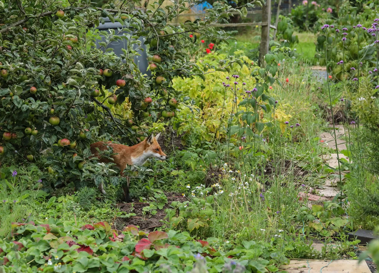 My allotment