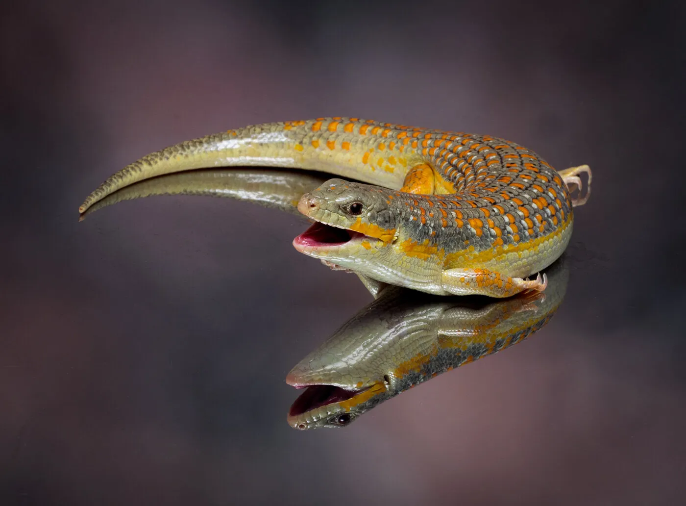 Berber skink