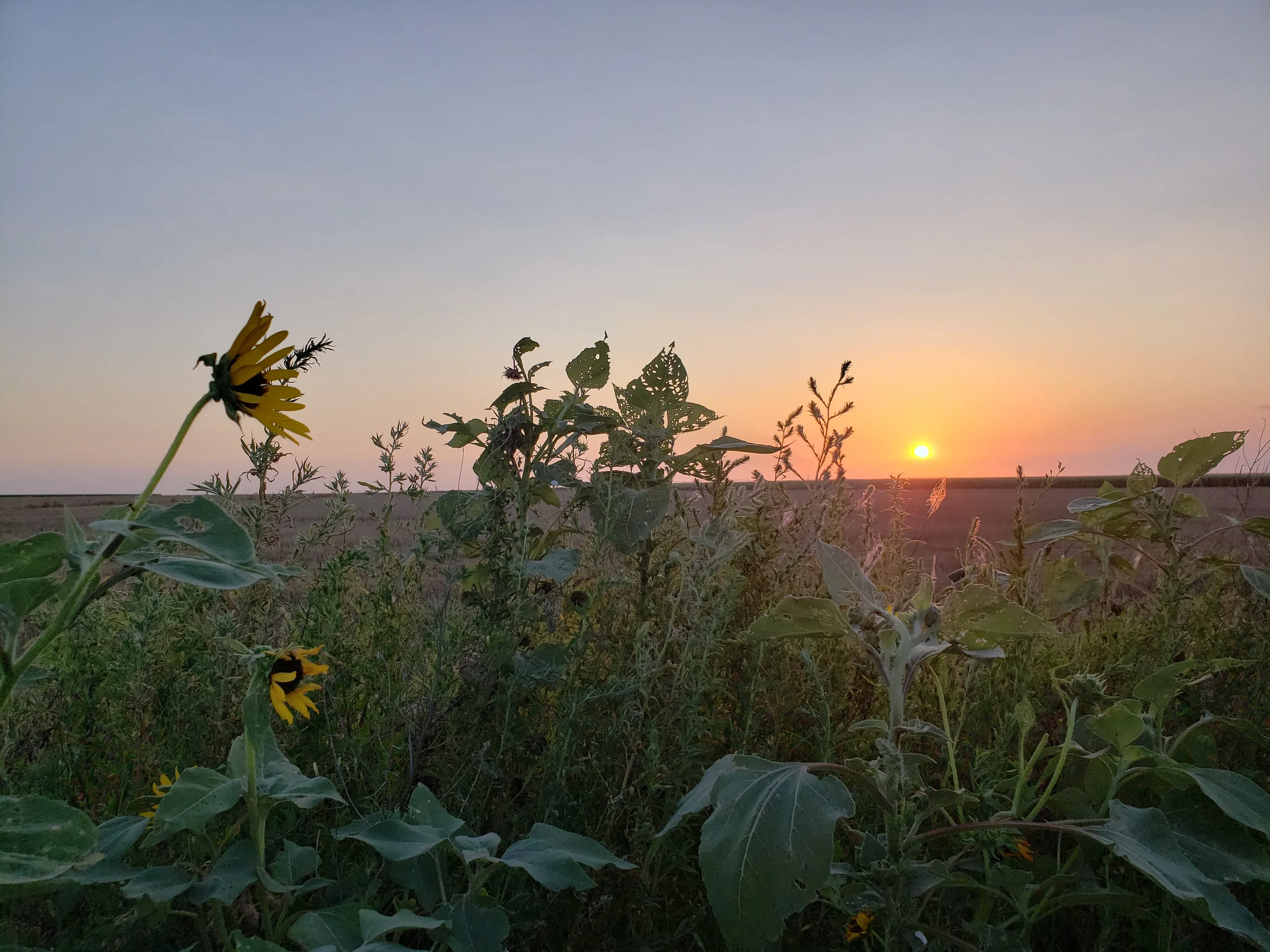 Texas sunset
