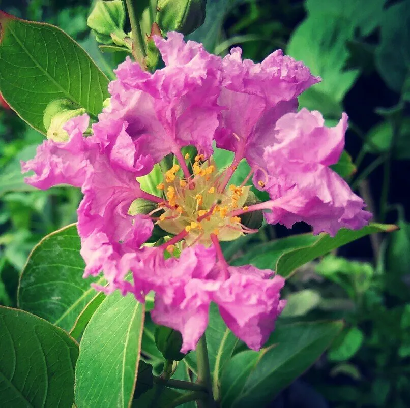 Nature's gift