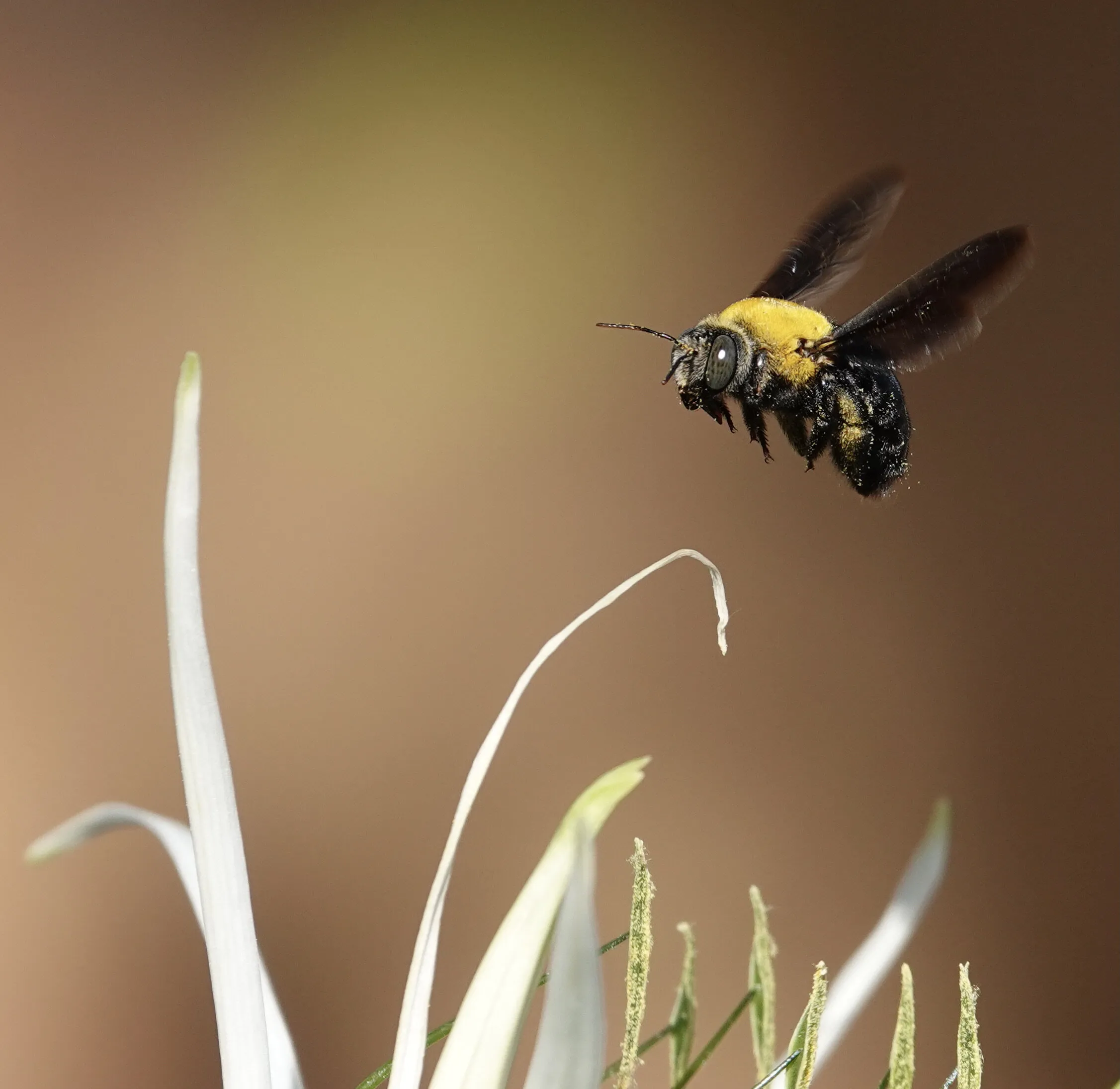 Carpenter Bee ,Broome Western Australia.