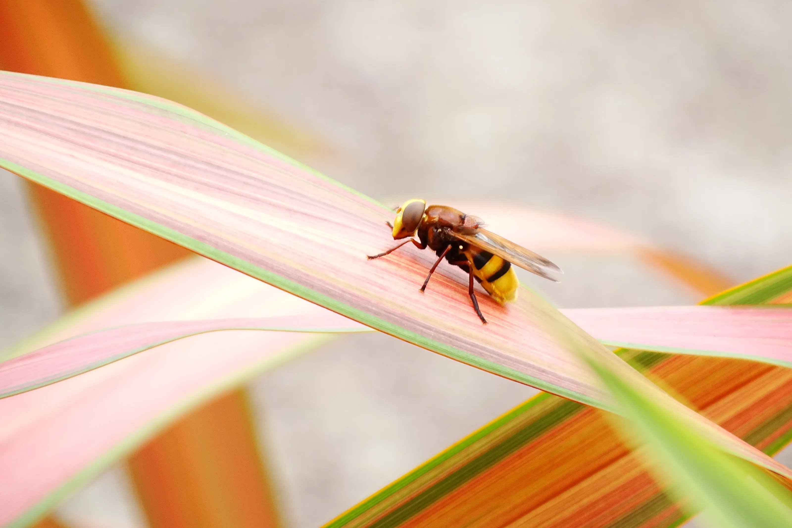 Willow The Wasp