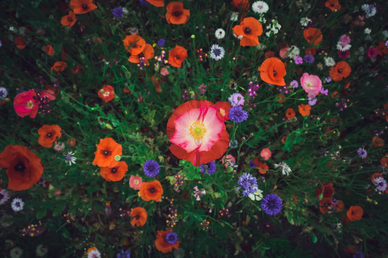 Dark meadow