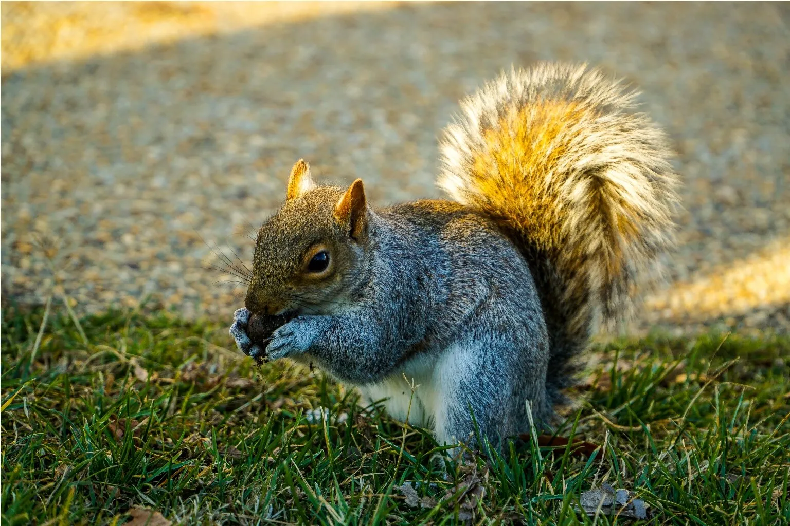 Squirrel