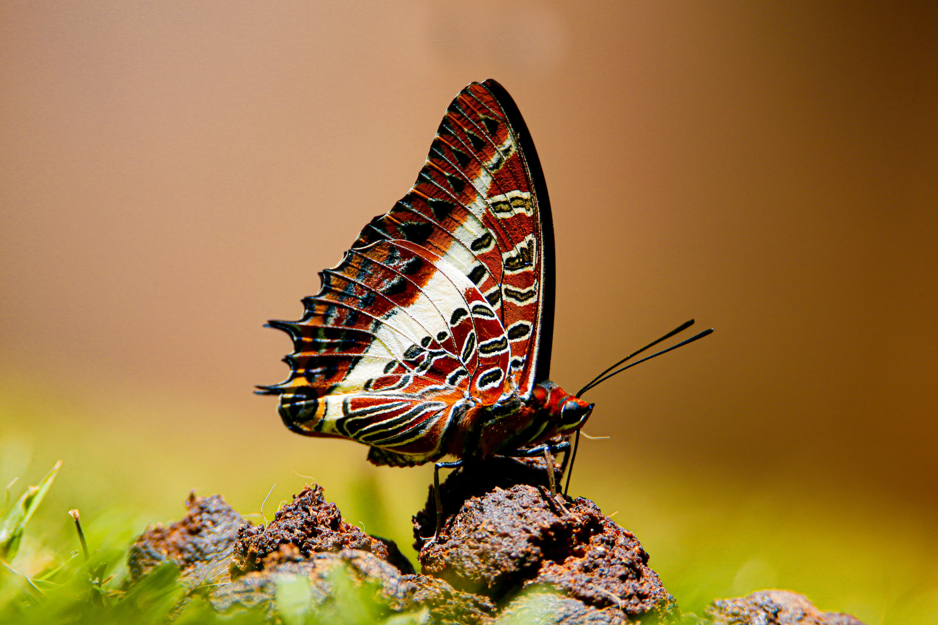 Two tailed Pasha (Charaxes jasius)