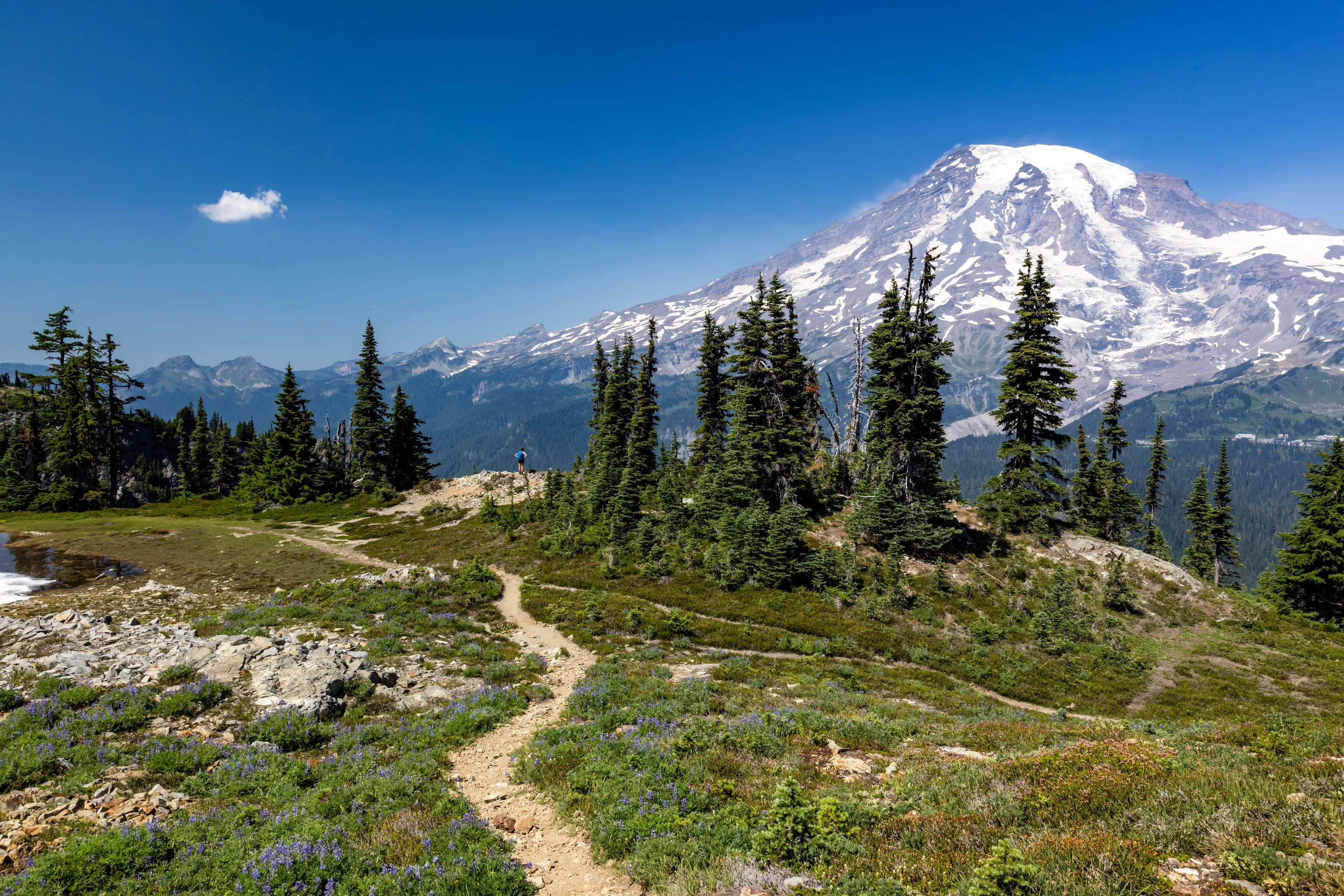 Mount Rainier Meadow