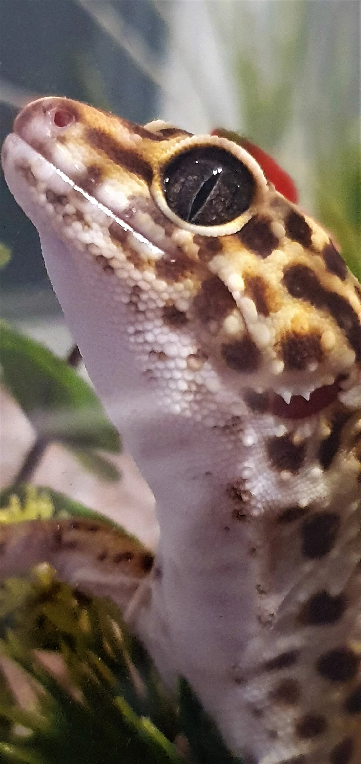 Handsome Leopard Gecko
