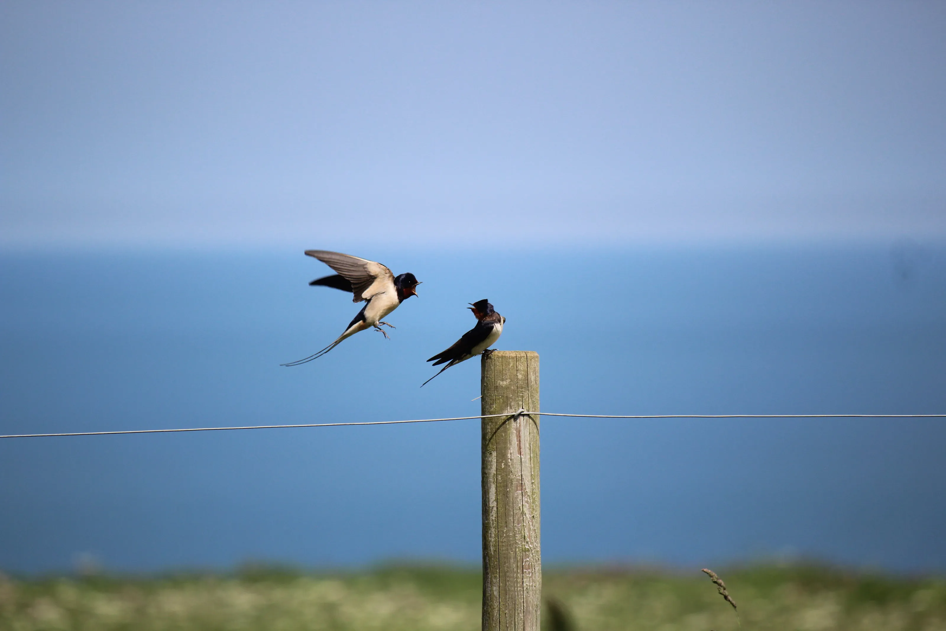 Swallows at Bempton