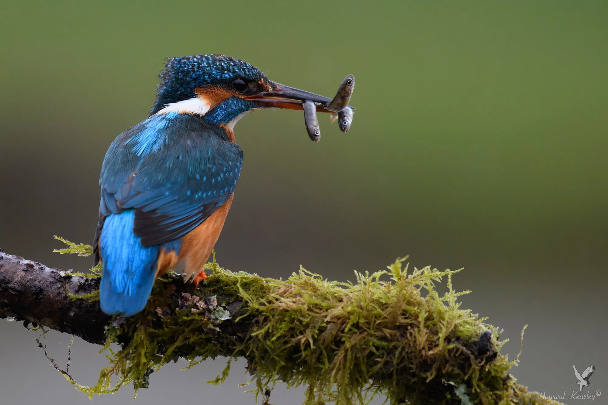Kingfisher