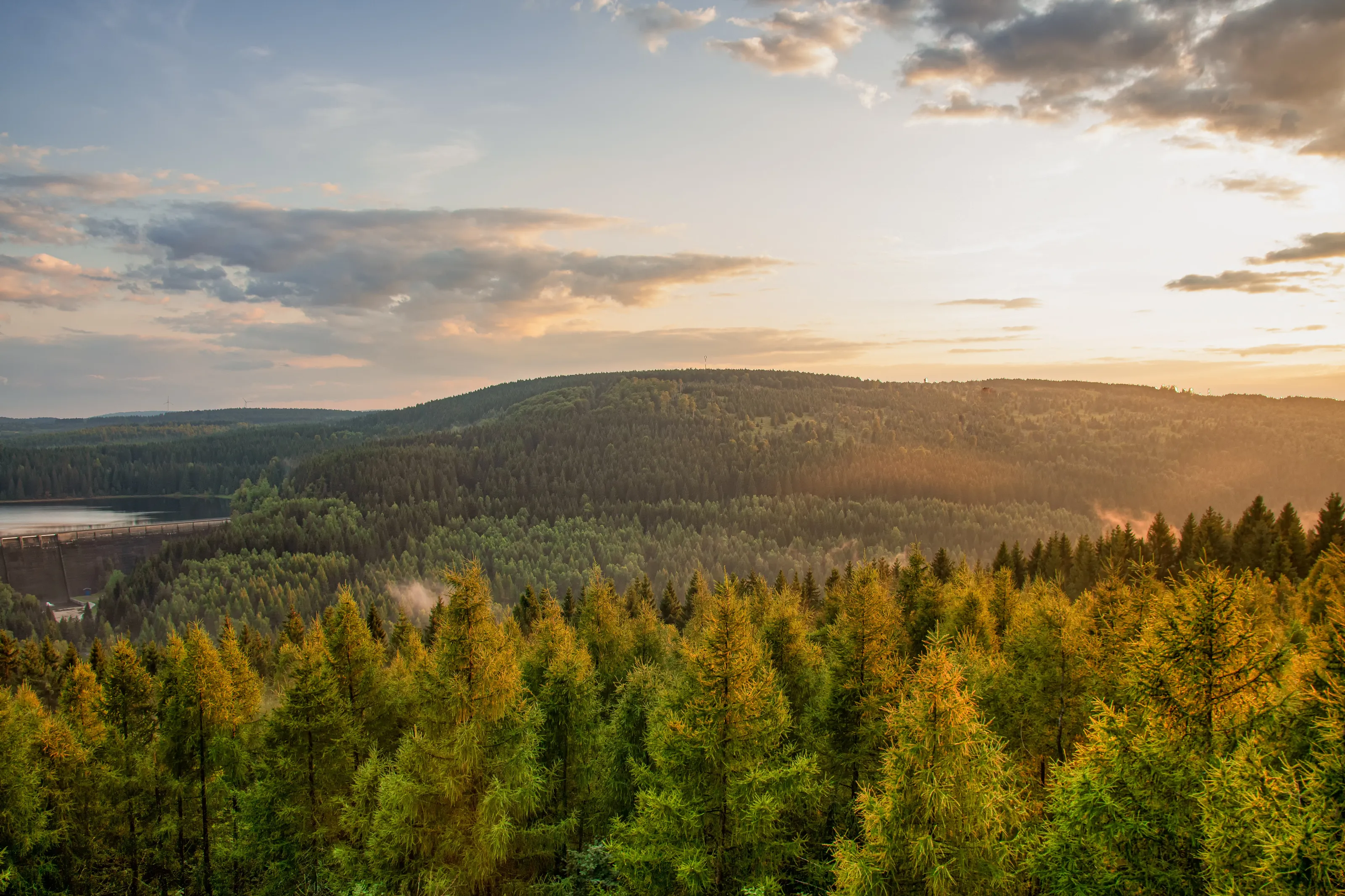 Forest at the sunset