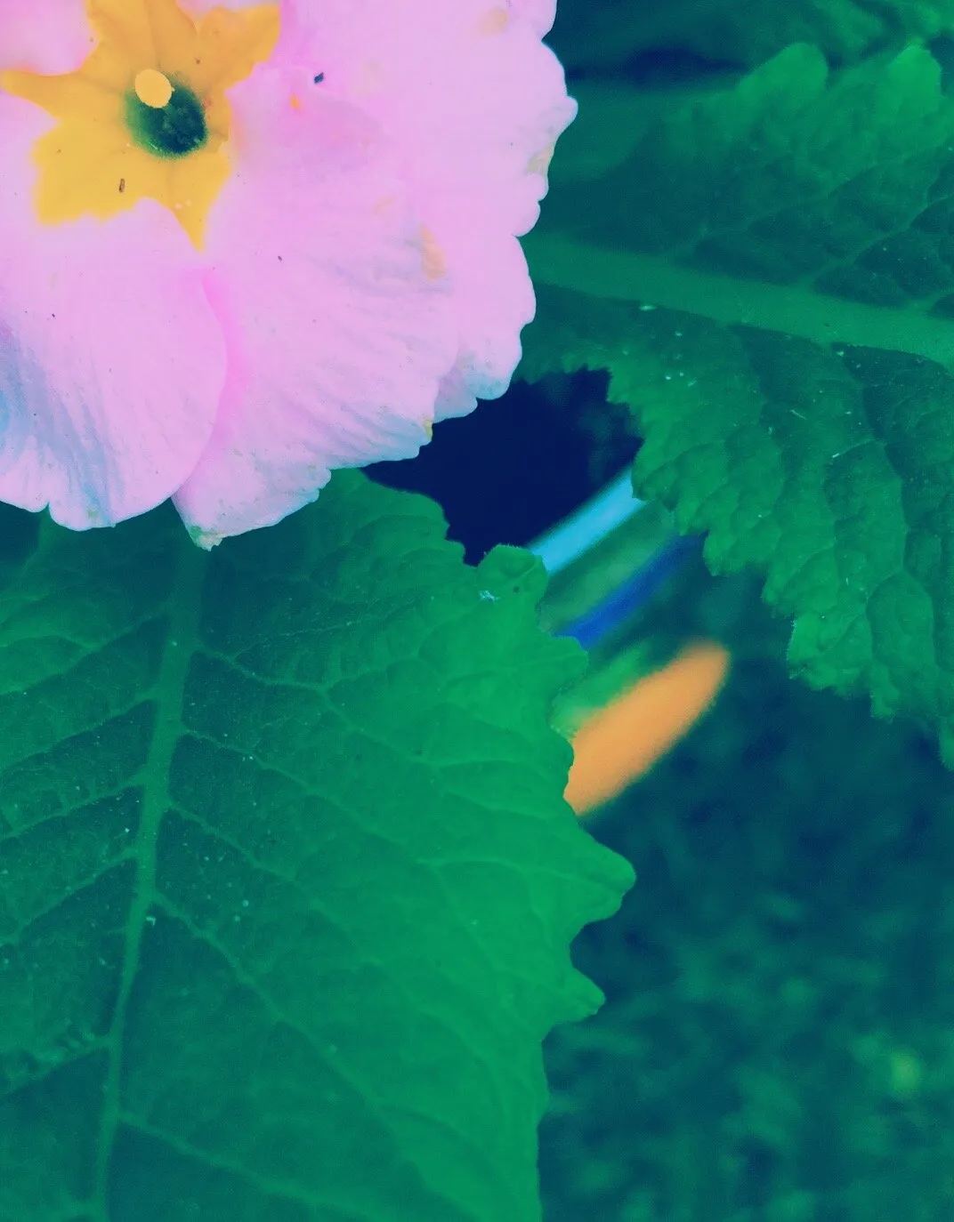 Pale pink flower