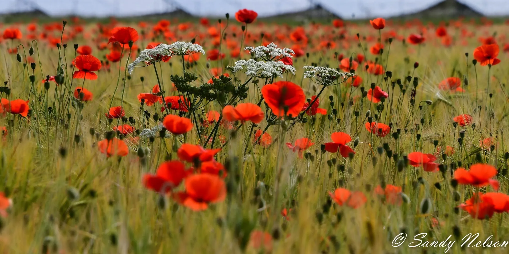 The poppy harvest