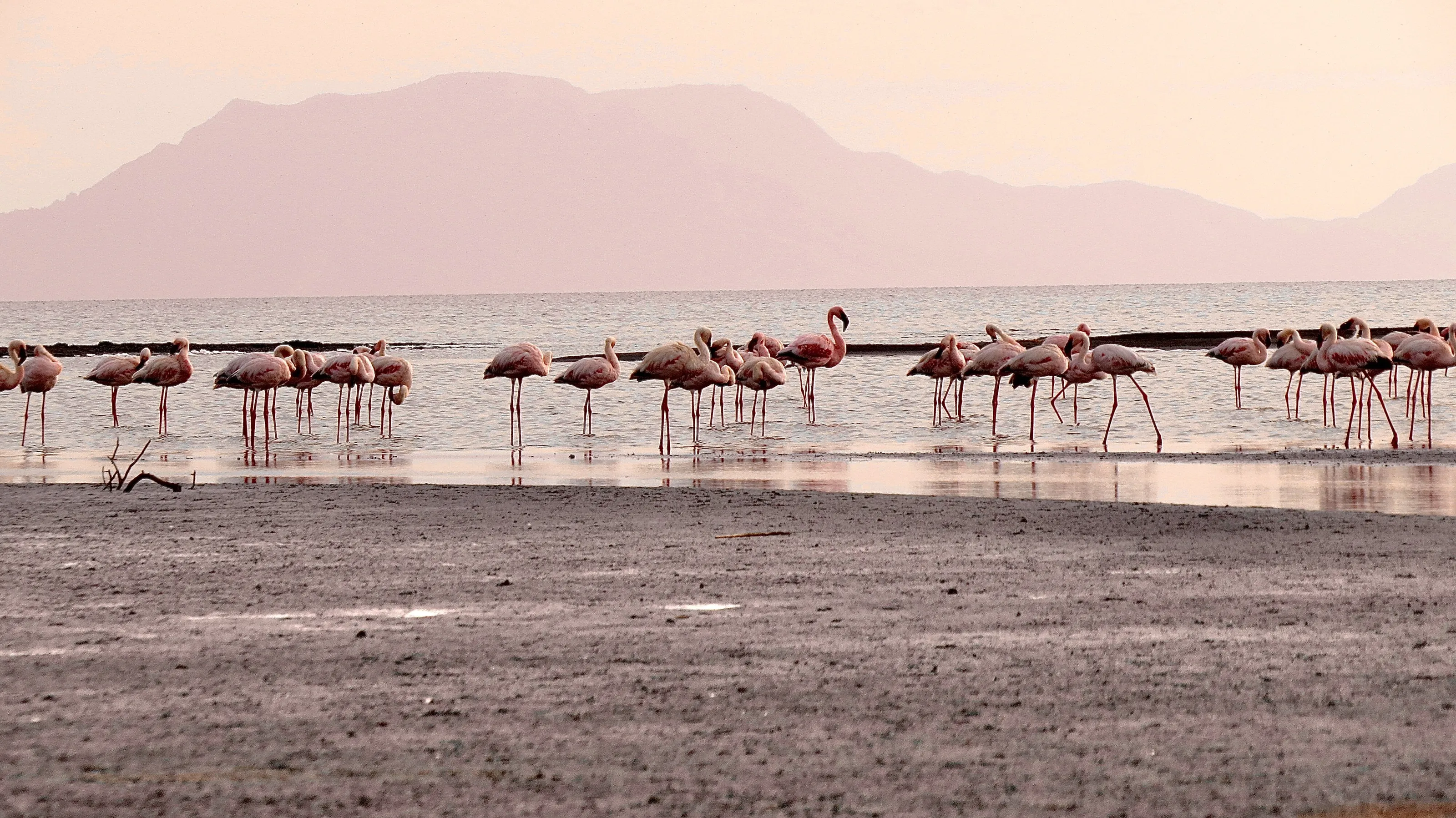 Lesser Flamingos gather at Lake Natron
